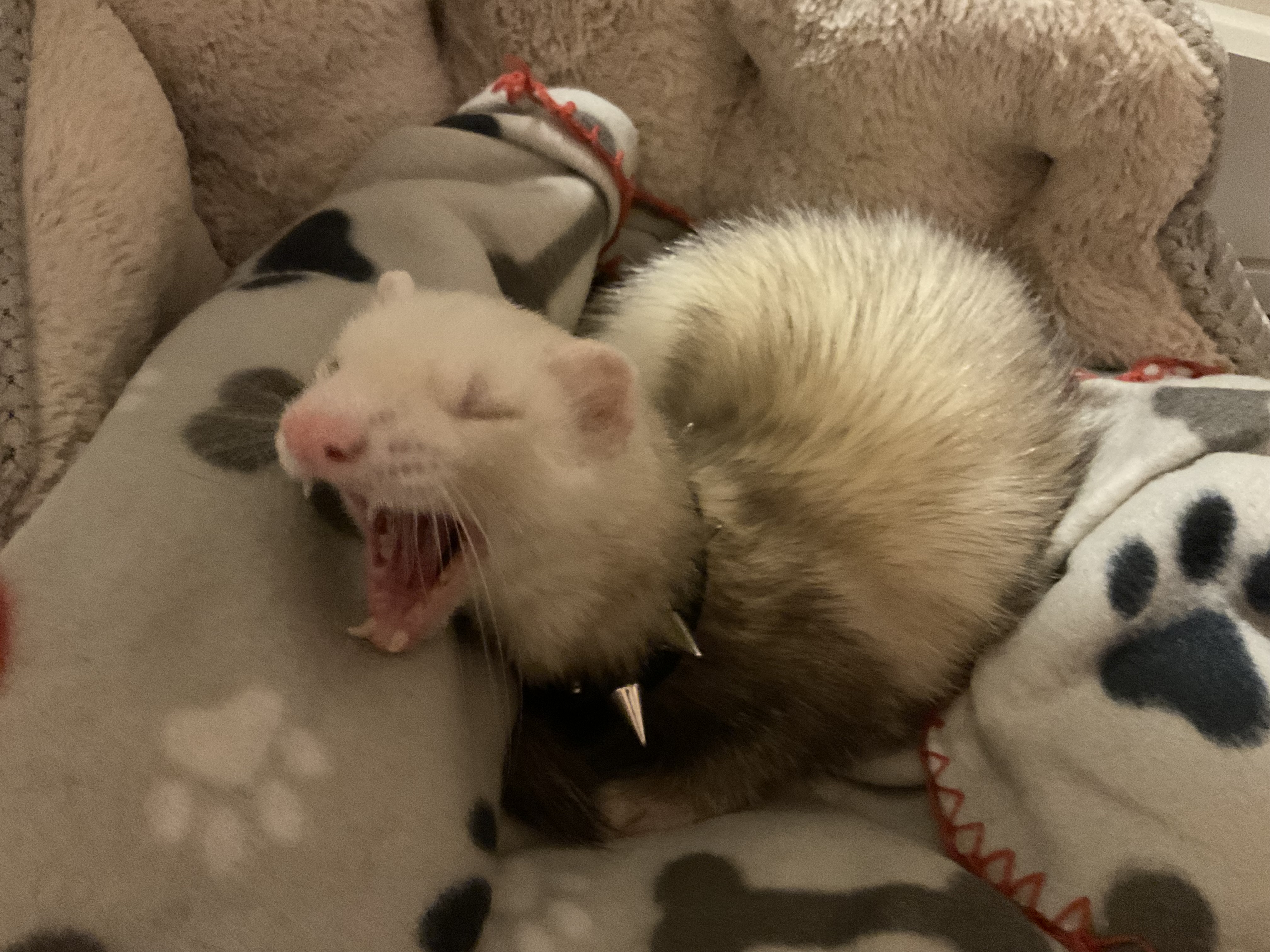 Meet the Adorable Ferret