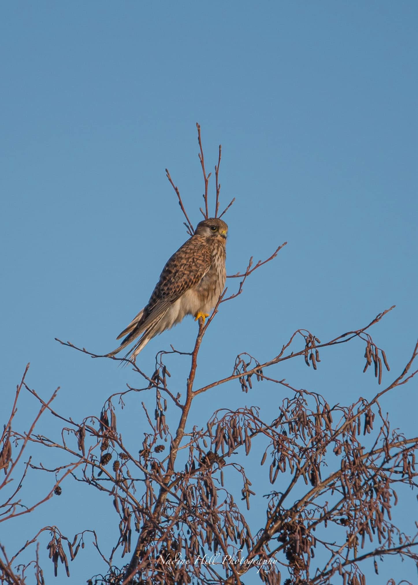 The Majestic Kestrel Bird