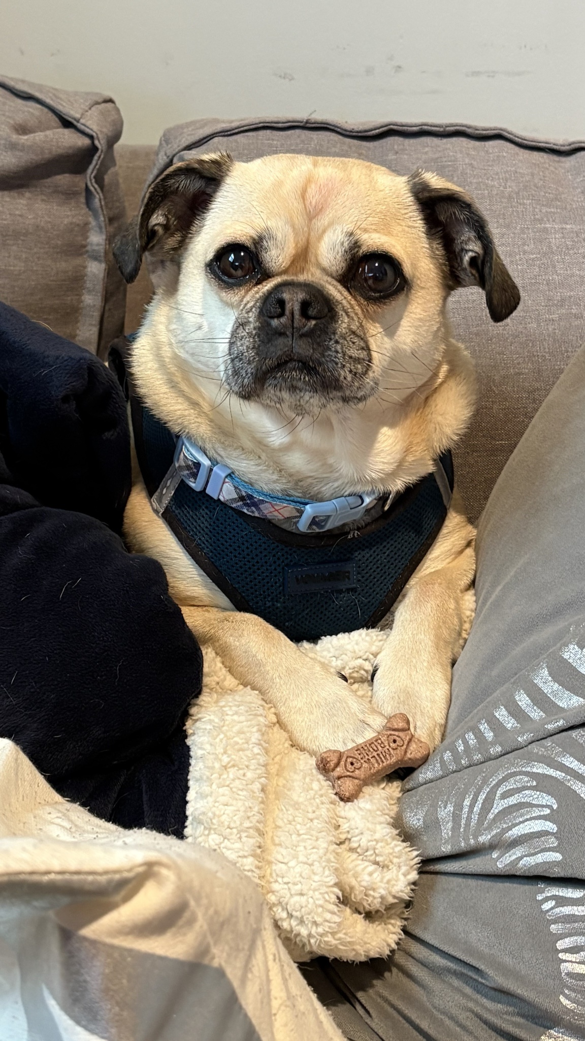 The Sleepy Chug: A Masterclass in Naptime