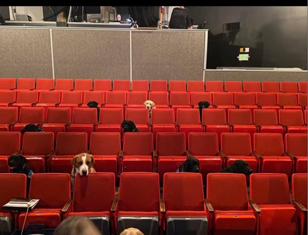 Service Dogs in Training Experience Live Theatre for Future Owners