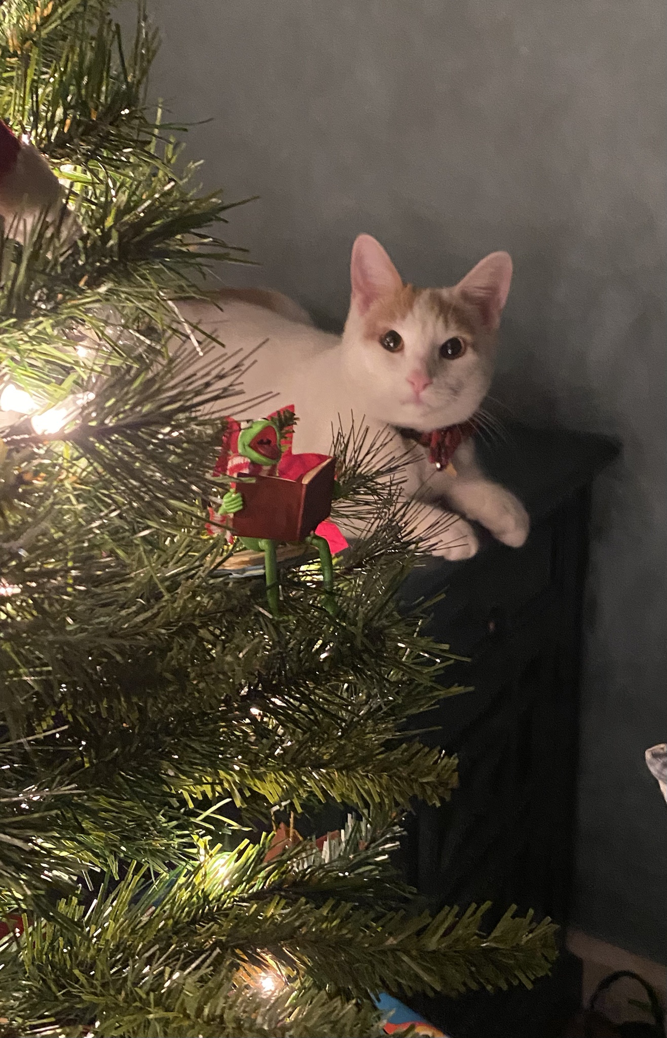 Celebrating Ollie's Very First Christmas!