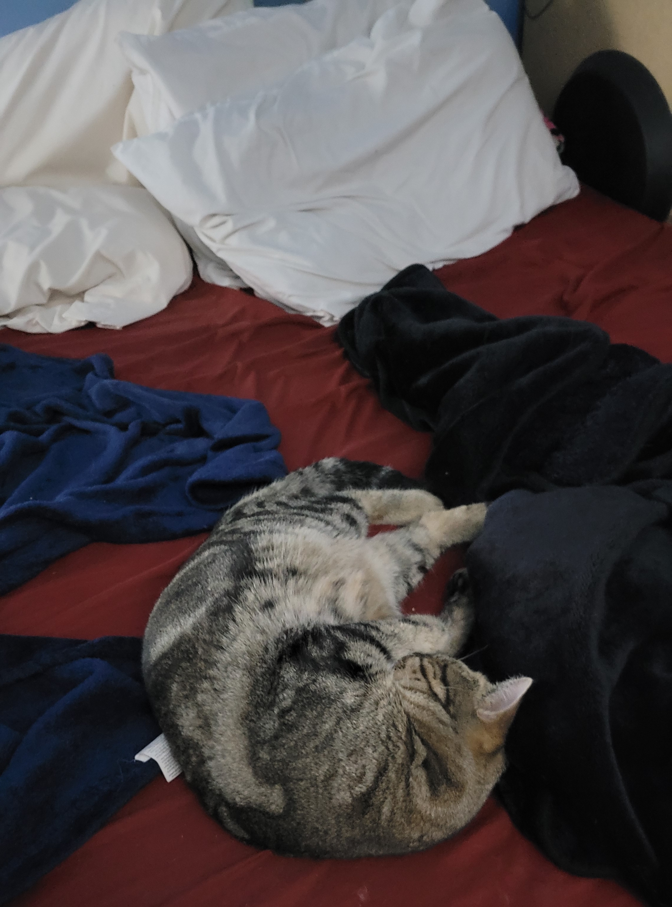 Attempting to Nap with Herman: A Struggle in Three Attempts