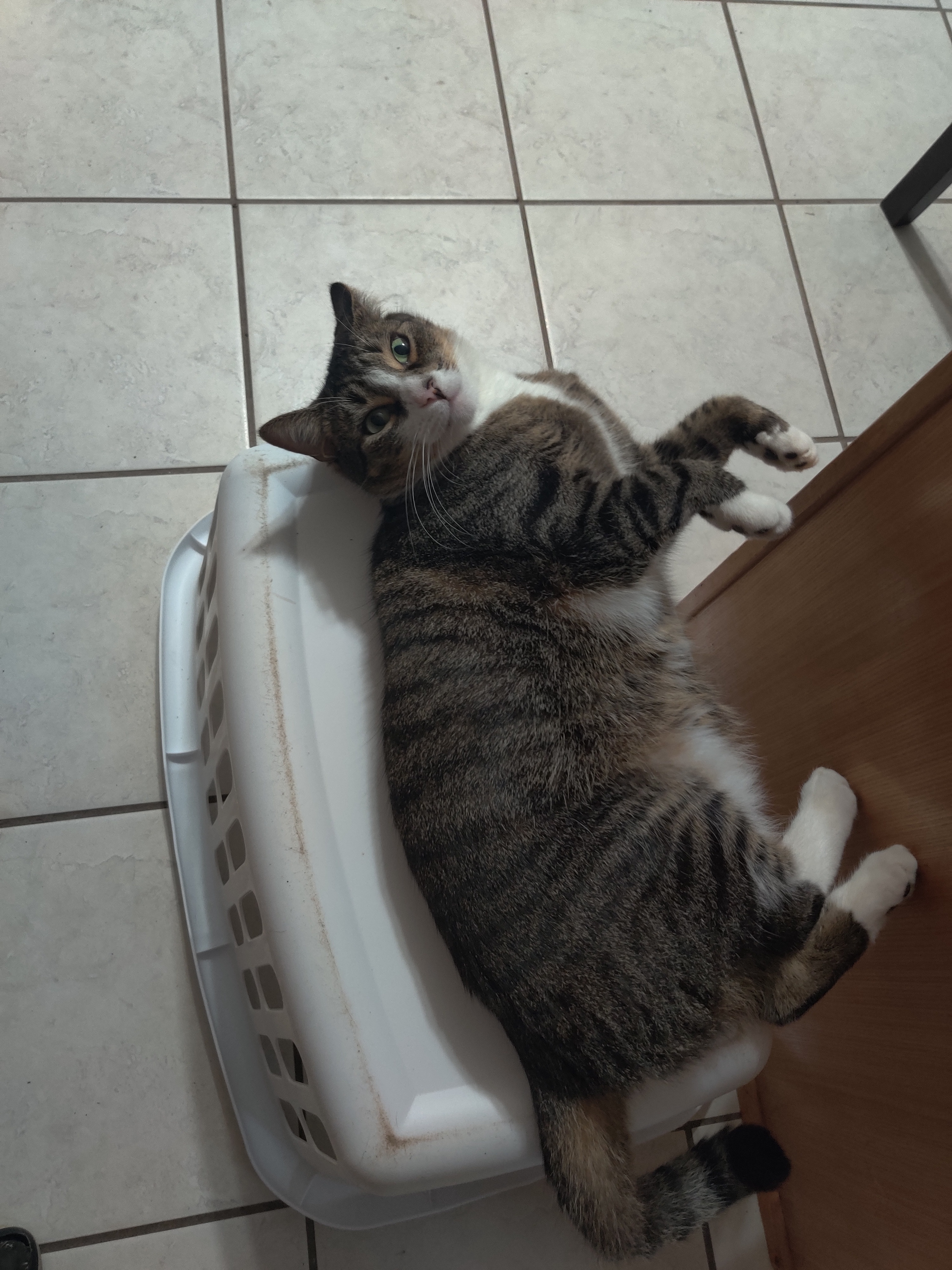 Kitty: The Cat with a Mysterious Name Origin