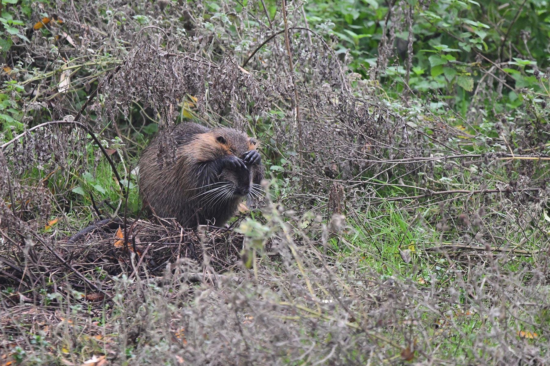 No Photos, Please! A Funny Encounter with a Nutria in France