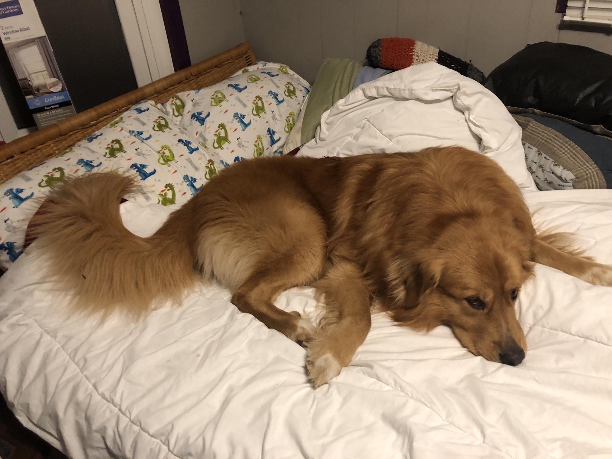 Team Acorn's Adorable Sploot in Action