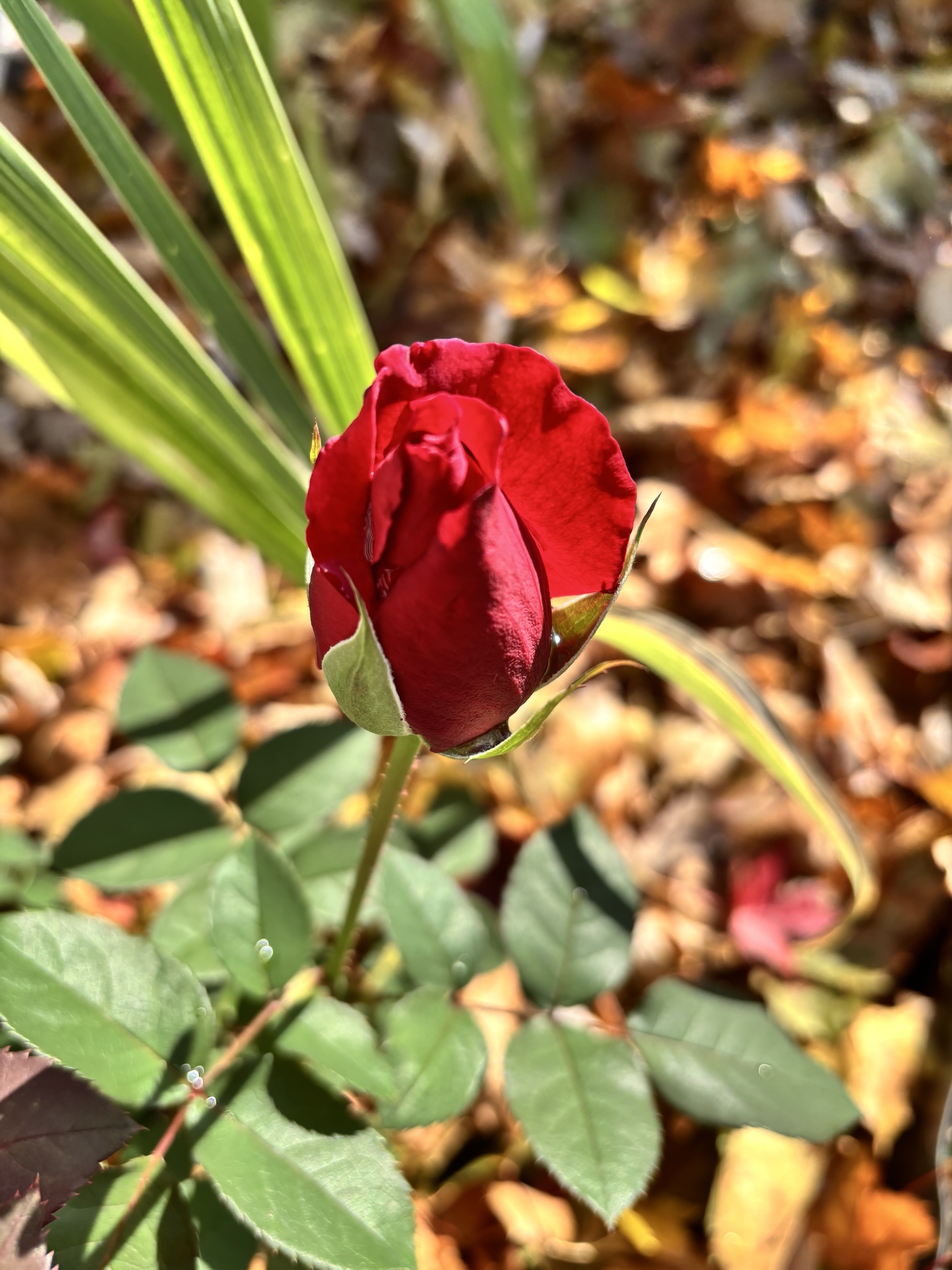 A Beautiful Rose to Brighten Your Sunday