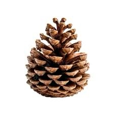 The Majestic Pinecone: Nature's Little Treasure