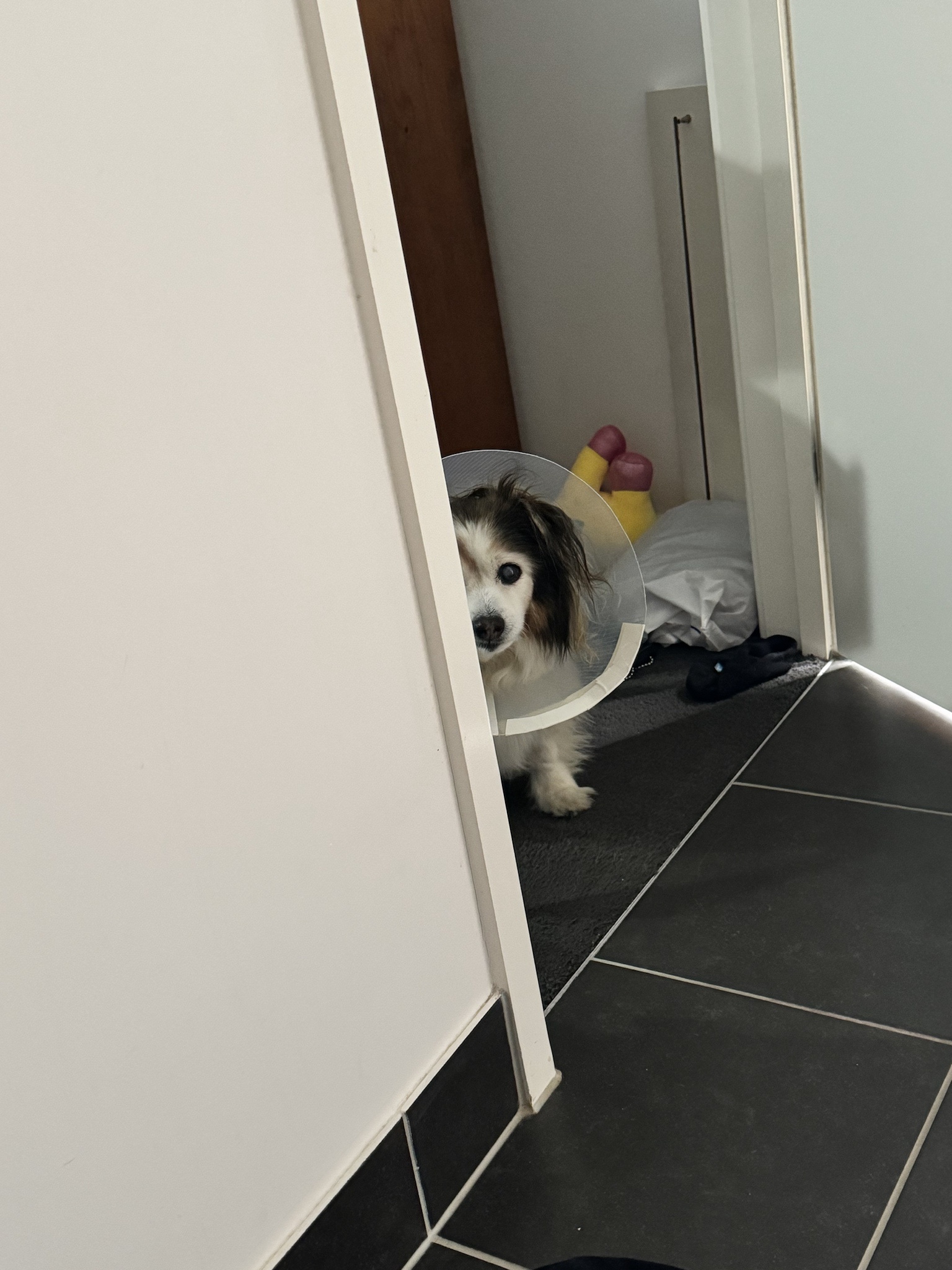Daily dose of cuteness: A photo of my dog Panko every single day