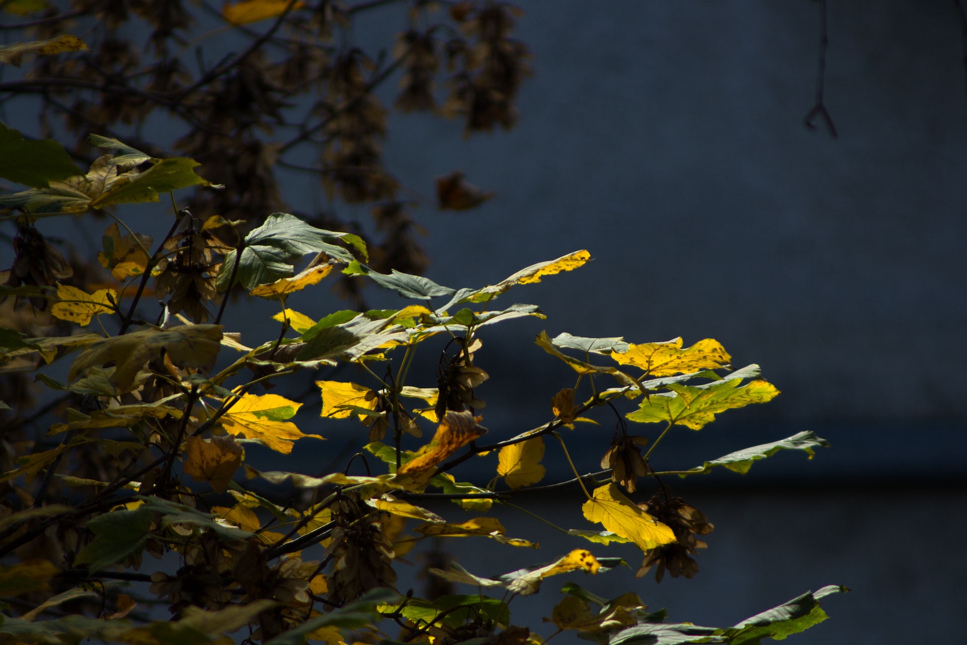 The Beauty of Autumn Leaves: Nature's Colorful Farewell