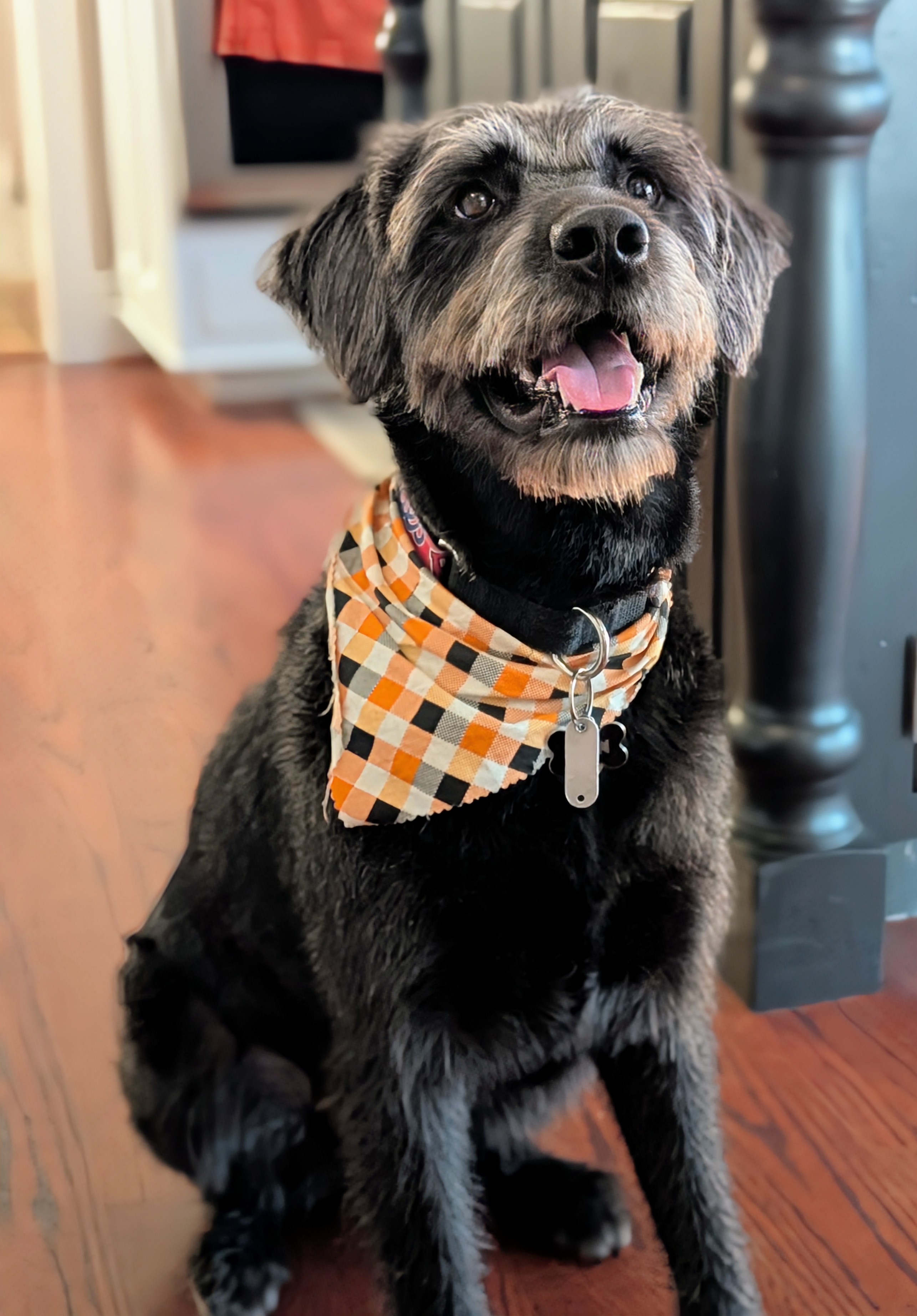 Have you spotted this adorable dog?!