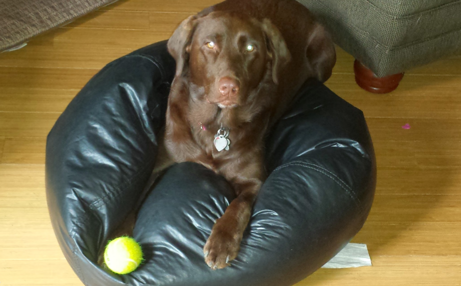 Today, she crossed the rainbow bridge. Rest in peace, sweet girl.