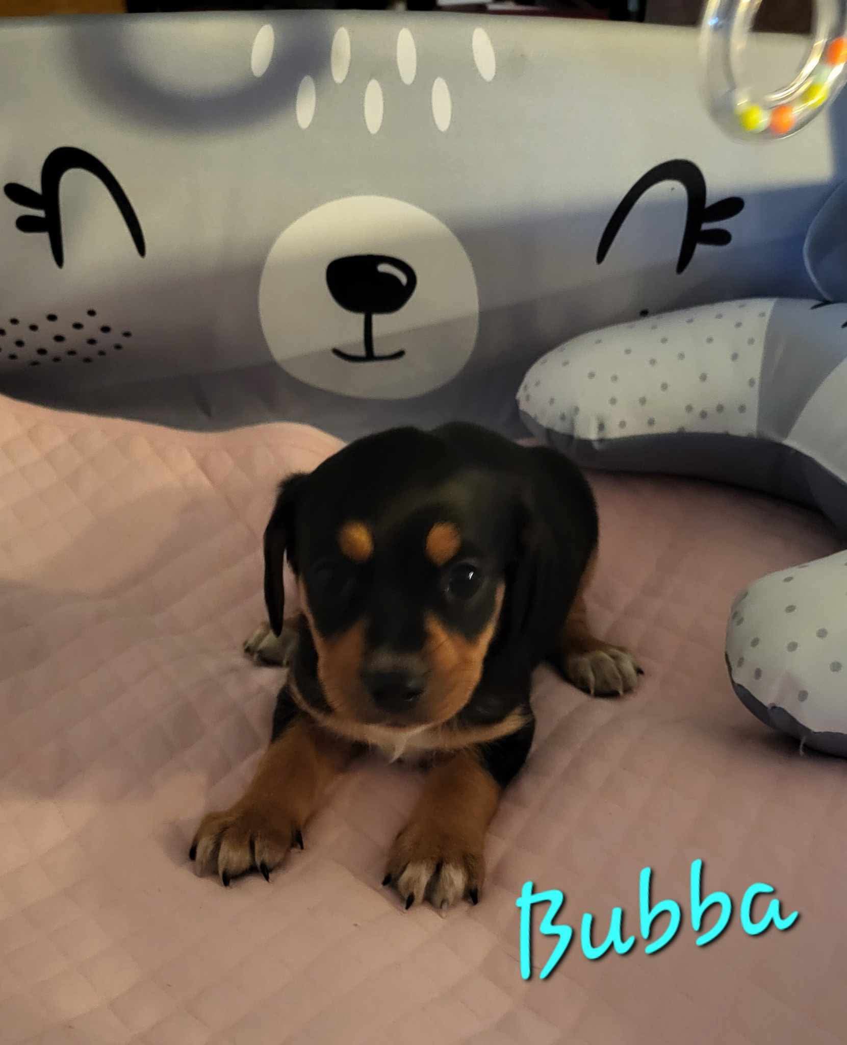 Meet Bubba: The legend himself!