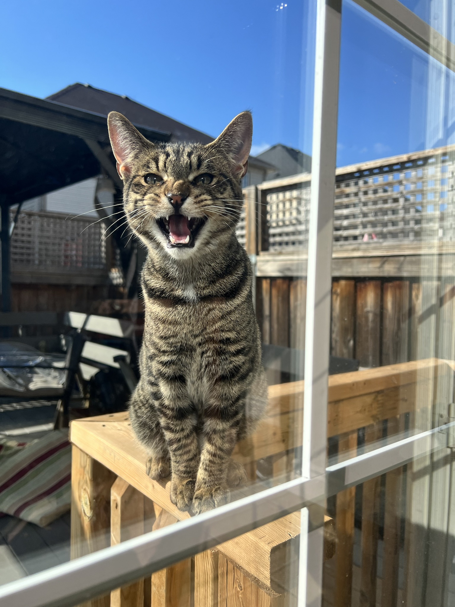 Adorable Feline Friend