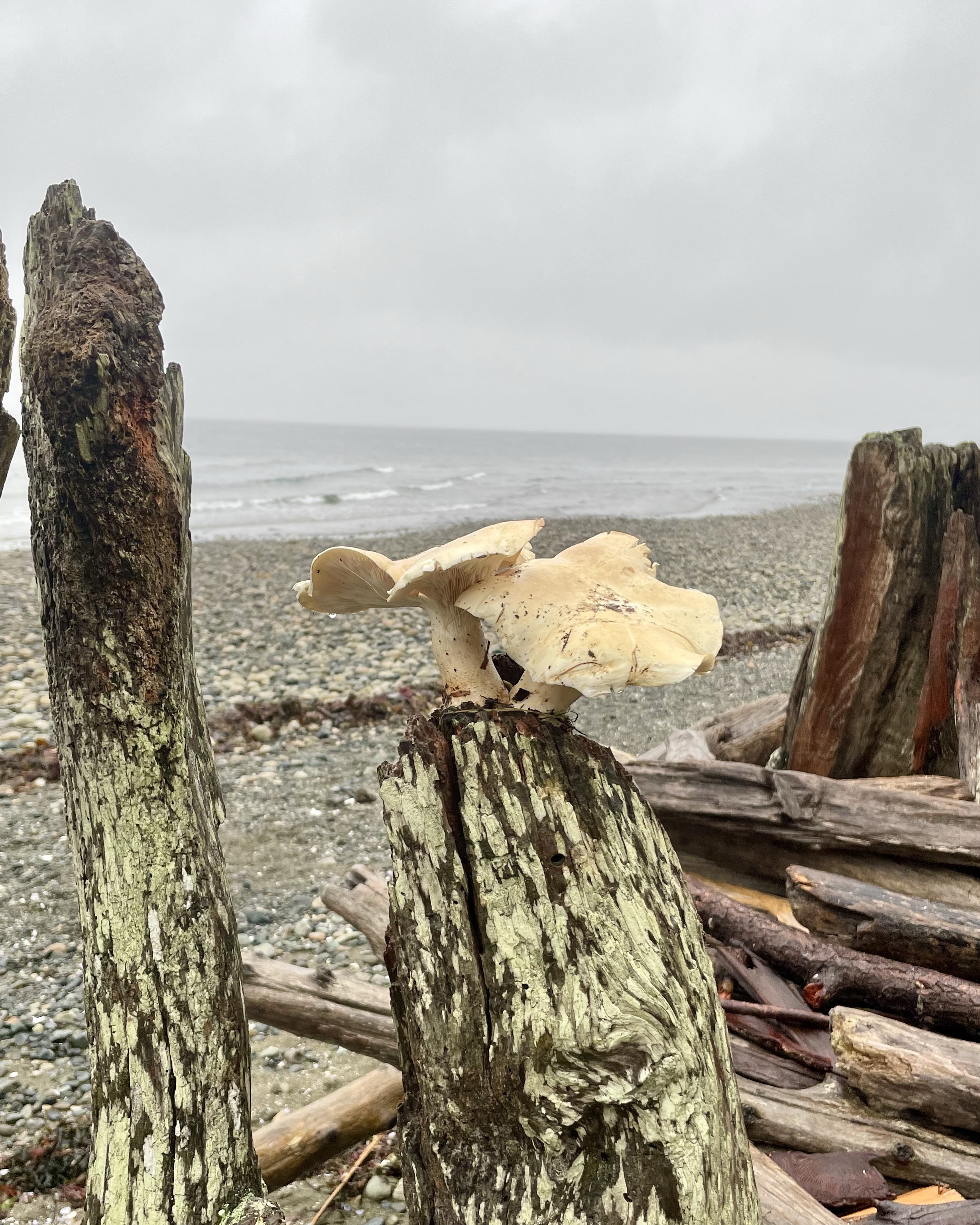 It's That Time of Year: Fungus Season on the Northwestern Coast