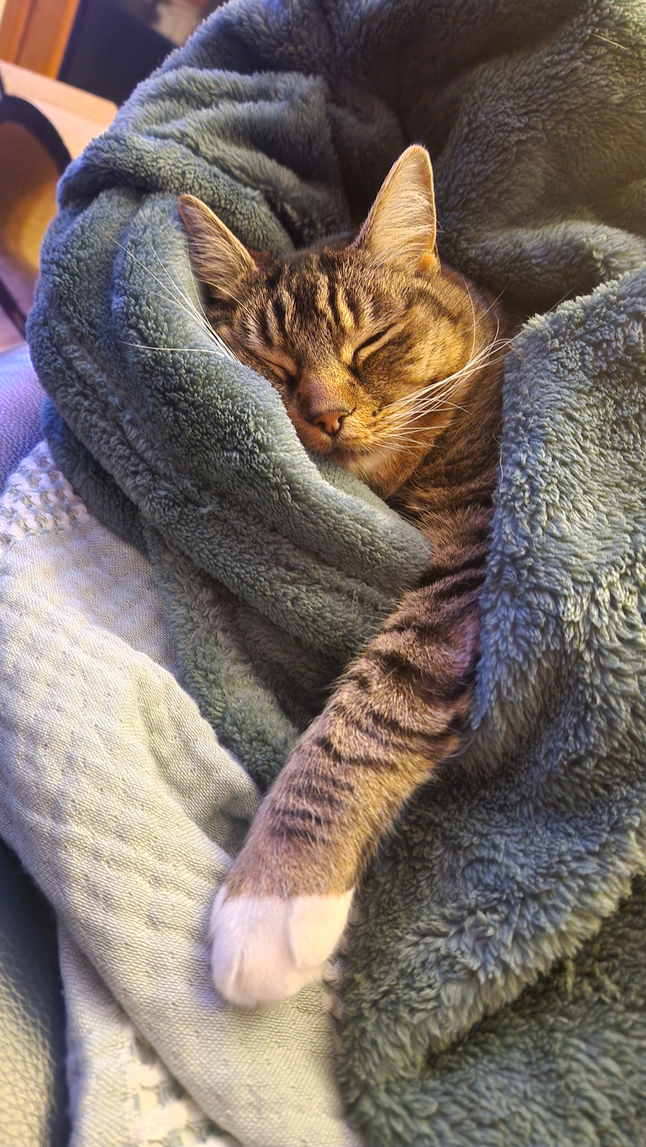 The Perfect Catnap After a Long, Tiring Day