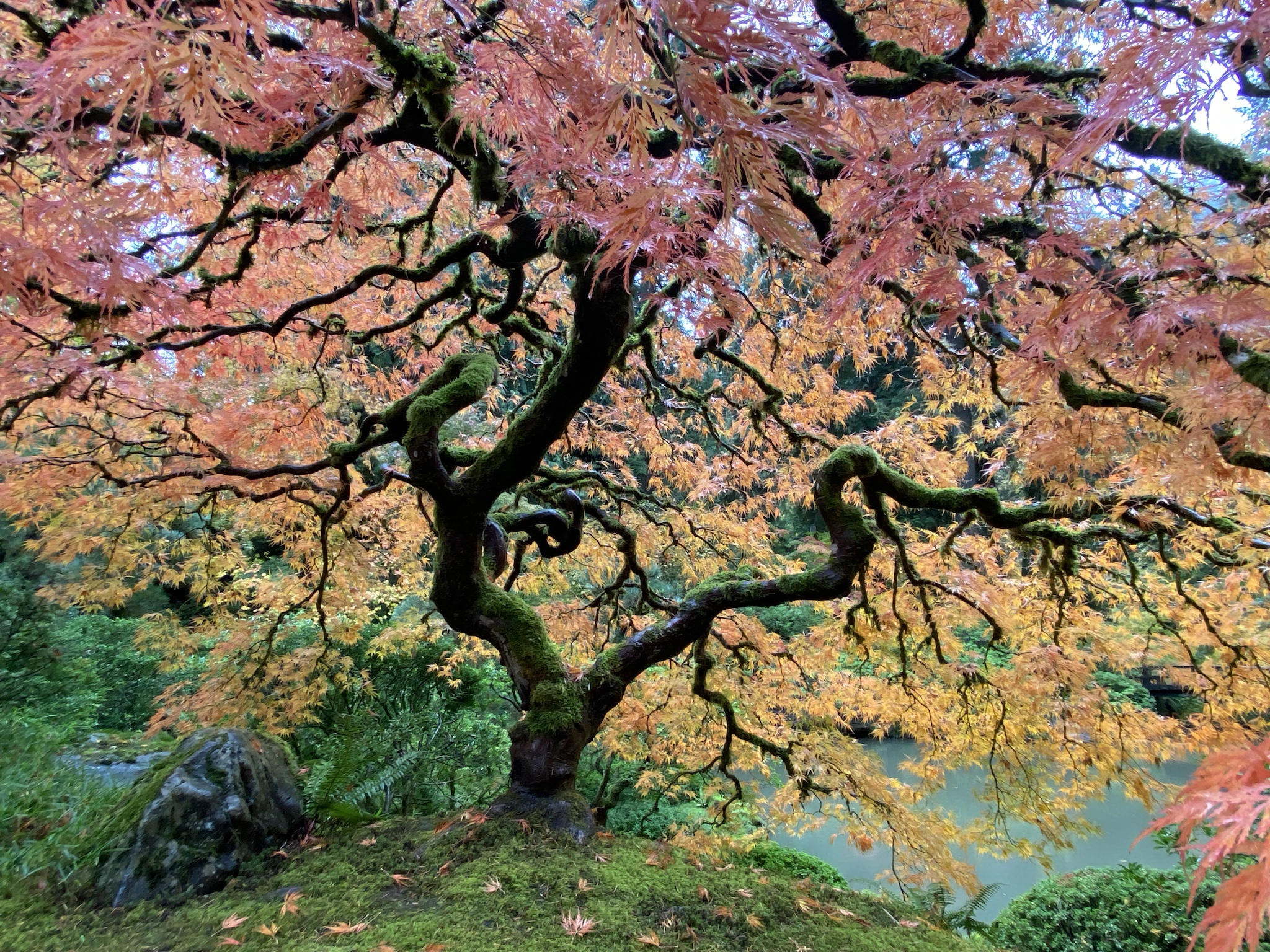 The Beauty of Japanese Maple Trees