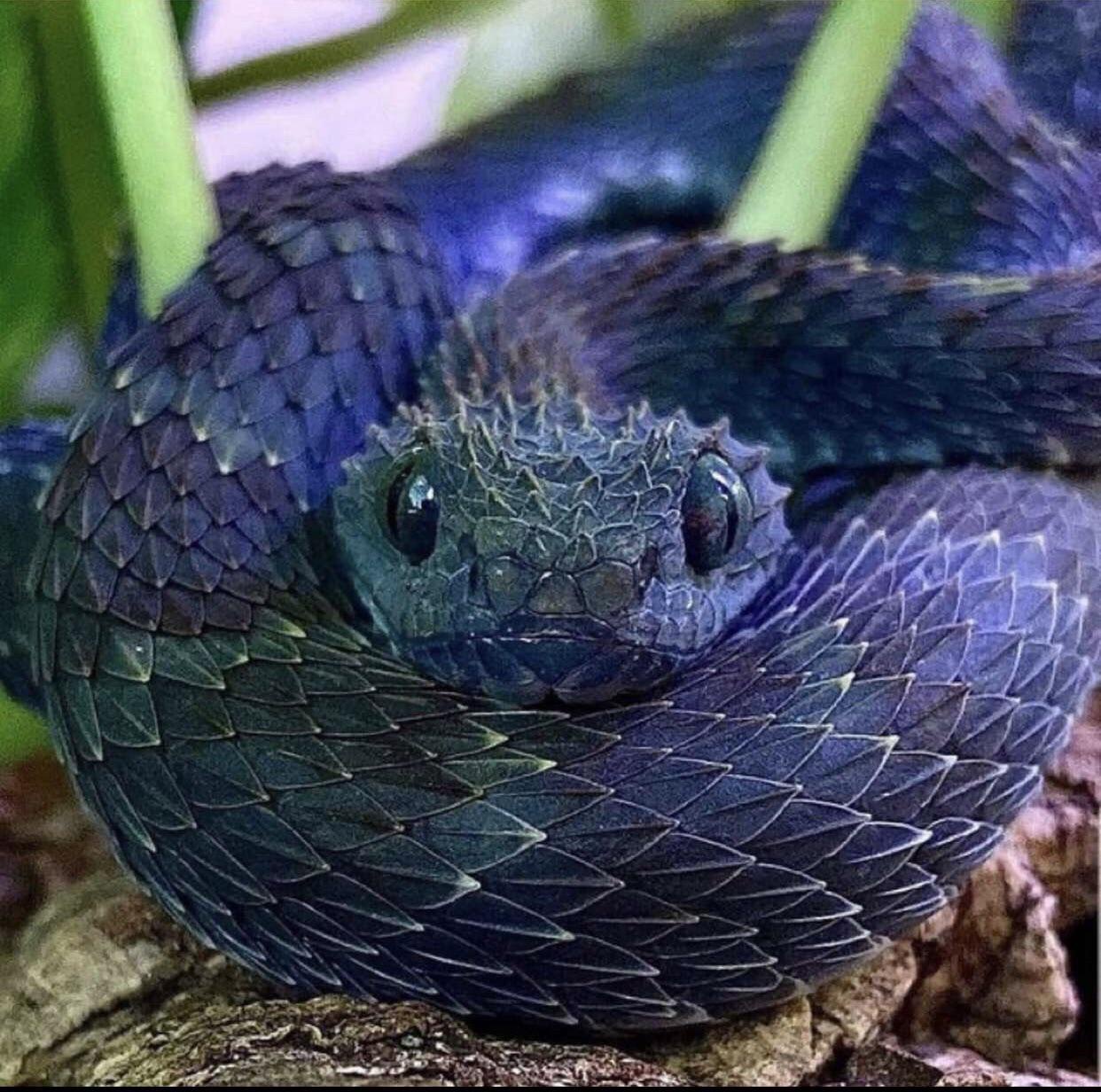 Meet the Variable Bush Viper: Nature's Colorful Wonder