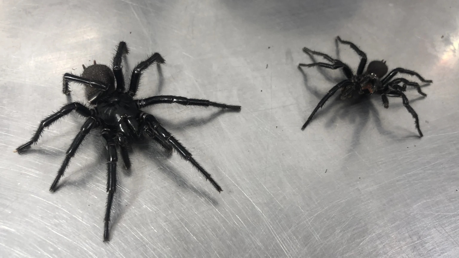 Exciting Discovery: A New Funnelweb Spider Found in Australia!