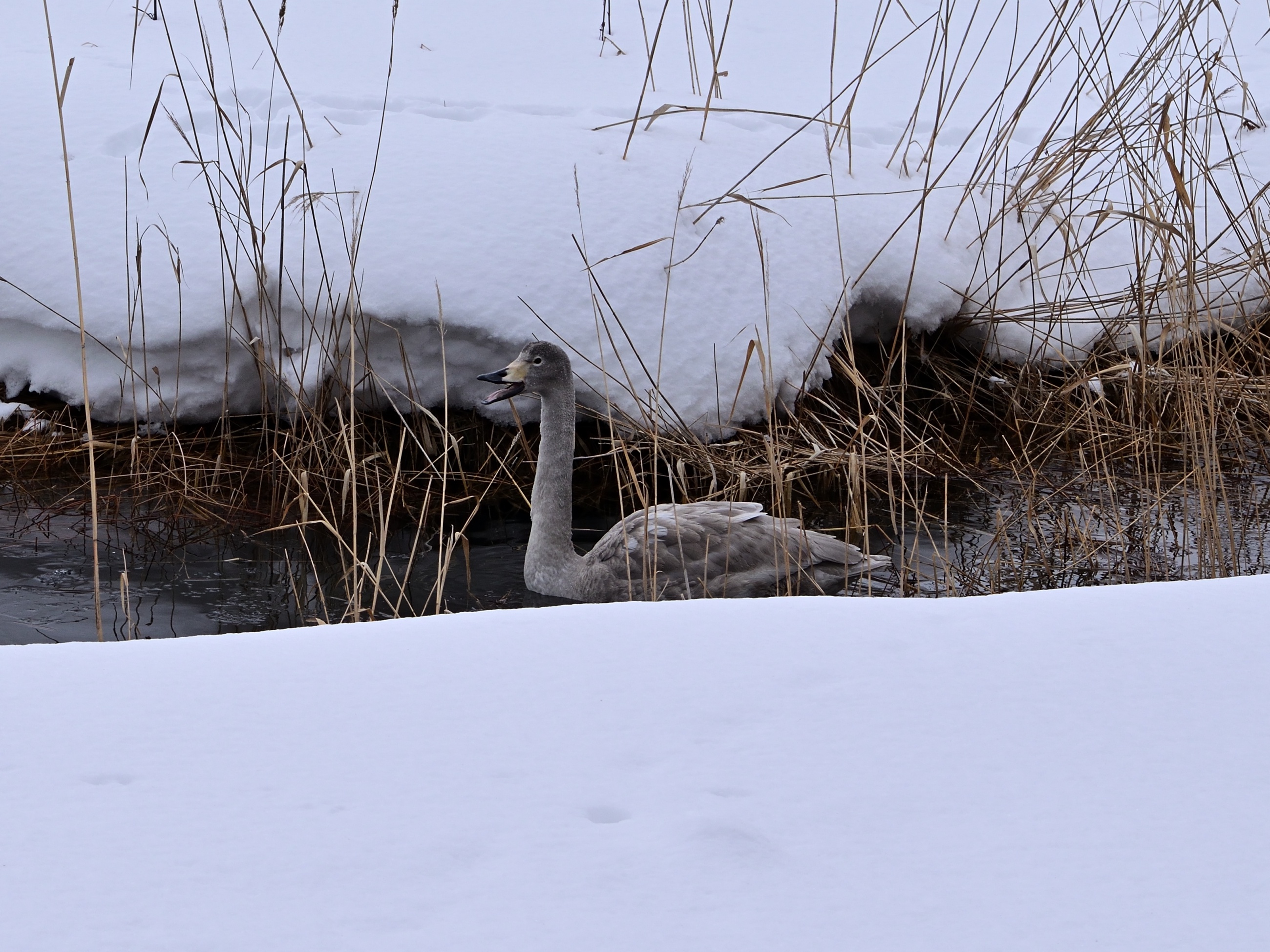 Meet the Adorable Young Swan