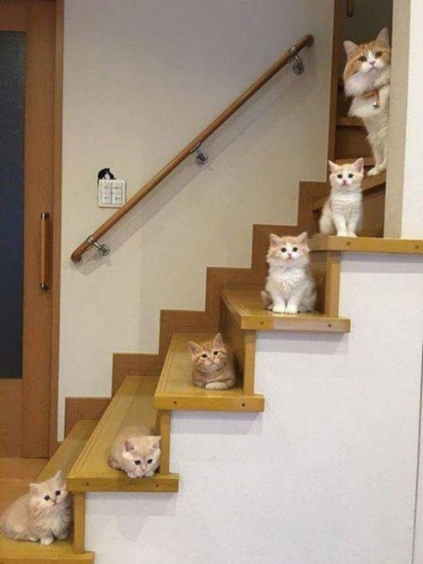 The Epic Journey Up the Stairway to Heaven