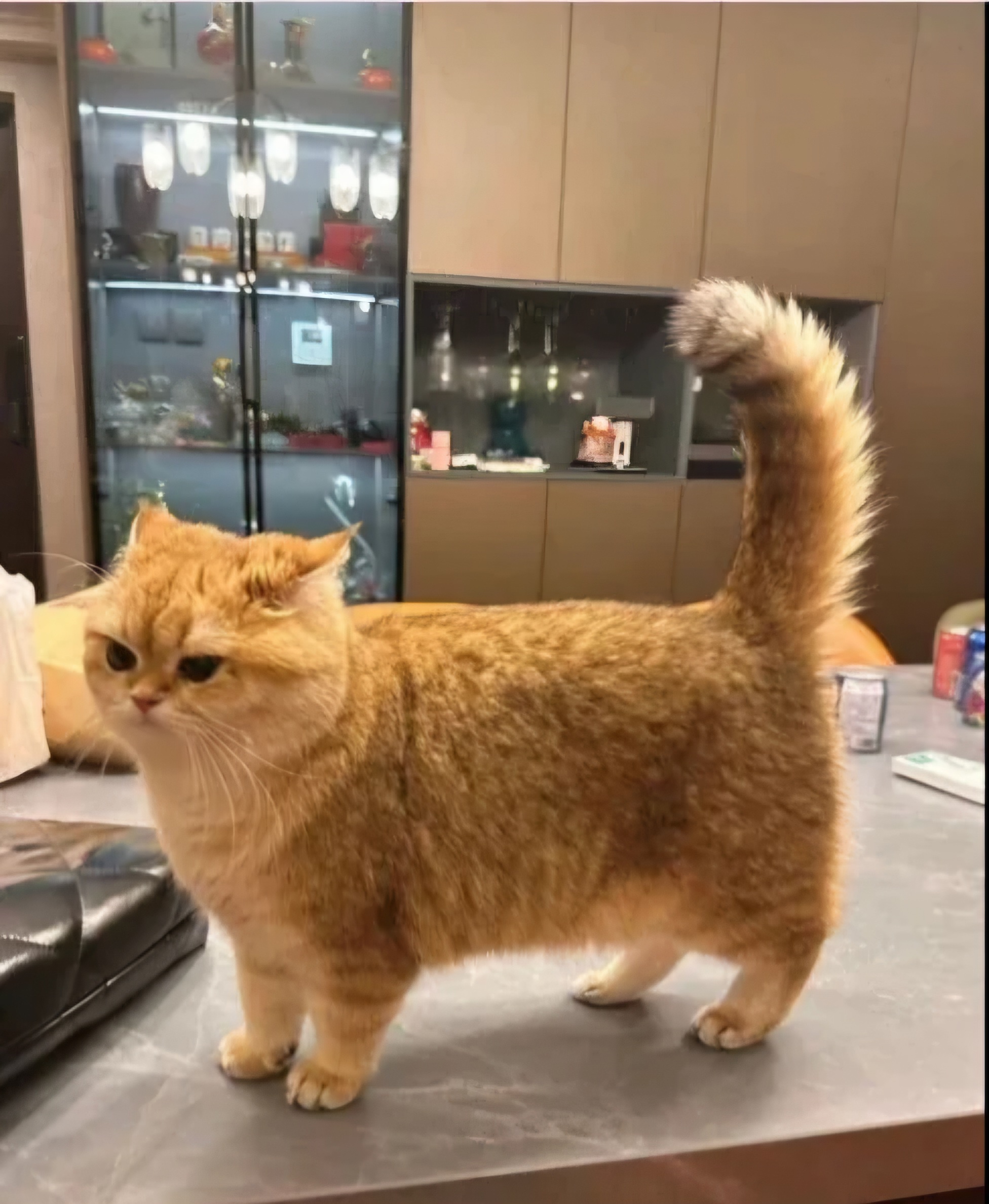 The Adorable Chonkiness