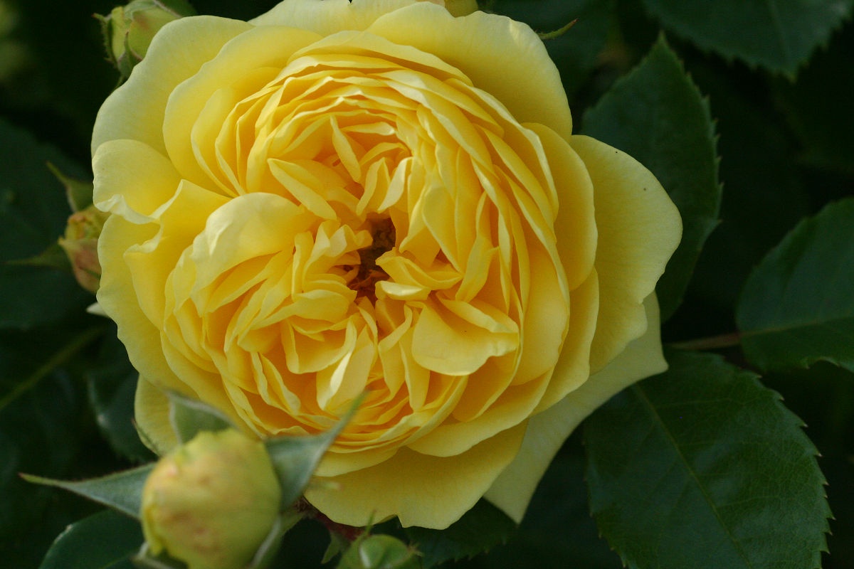 A Beautiful Day at Keisei Rose Garden in May 2013