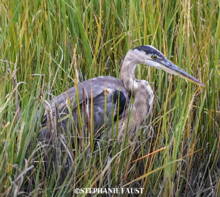Majestic Blue Heron in Its Natural Habitat