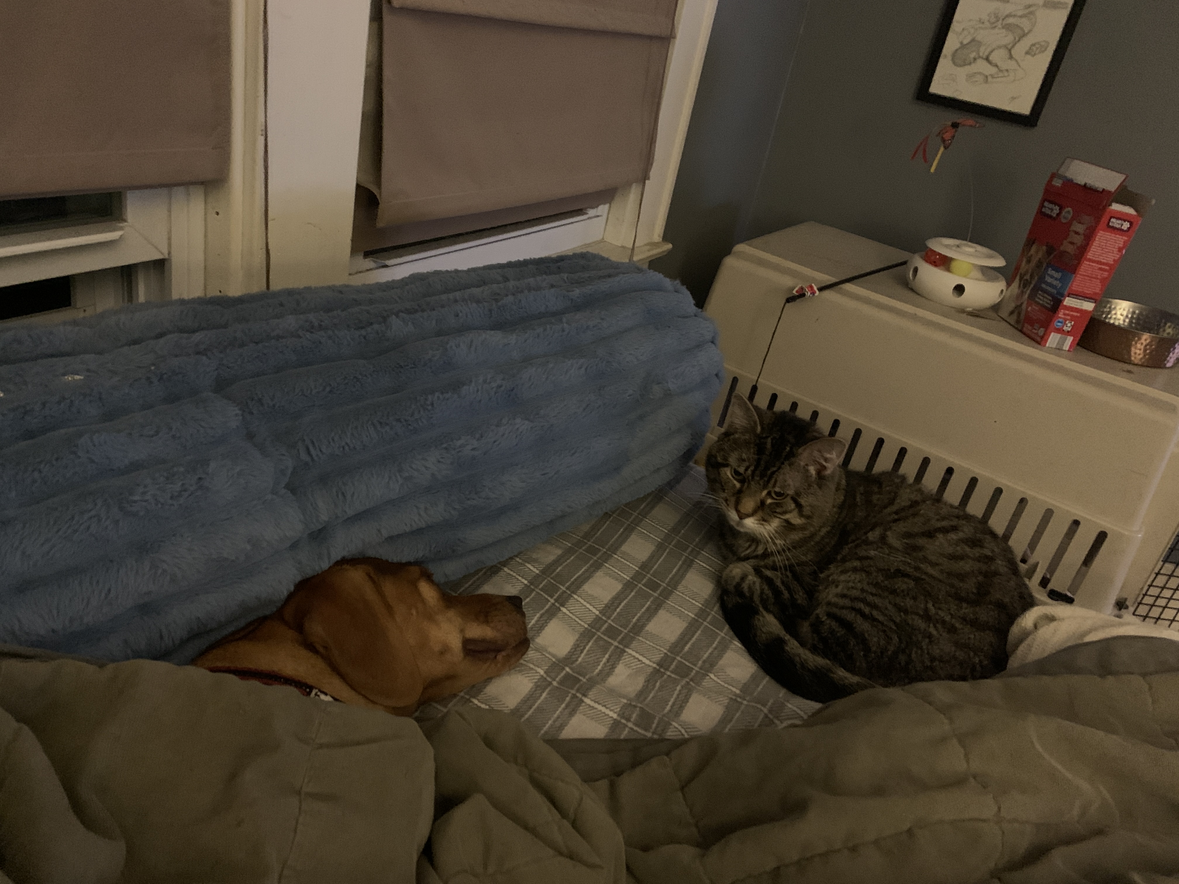 Hamilton and Libbybelle: A Perfectly Harmonious Duo