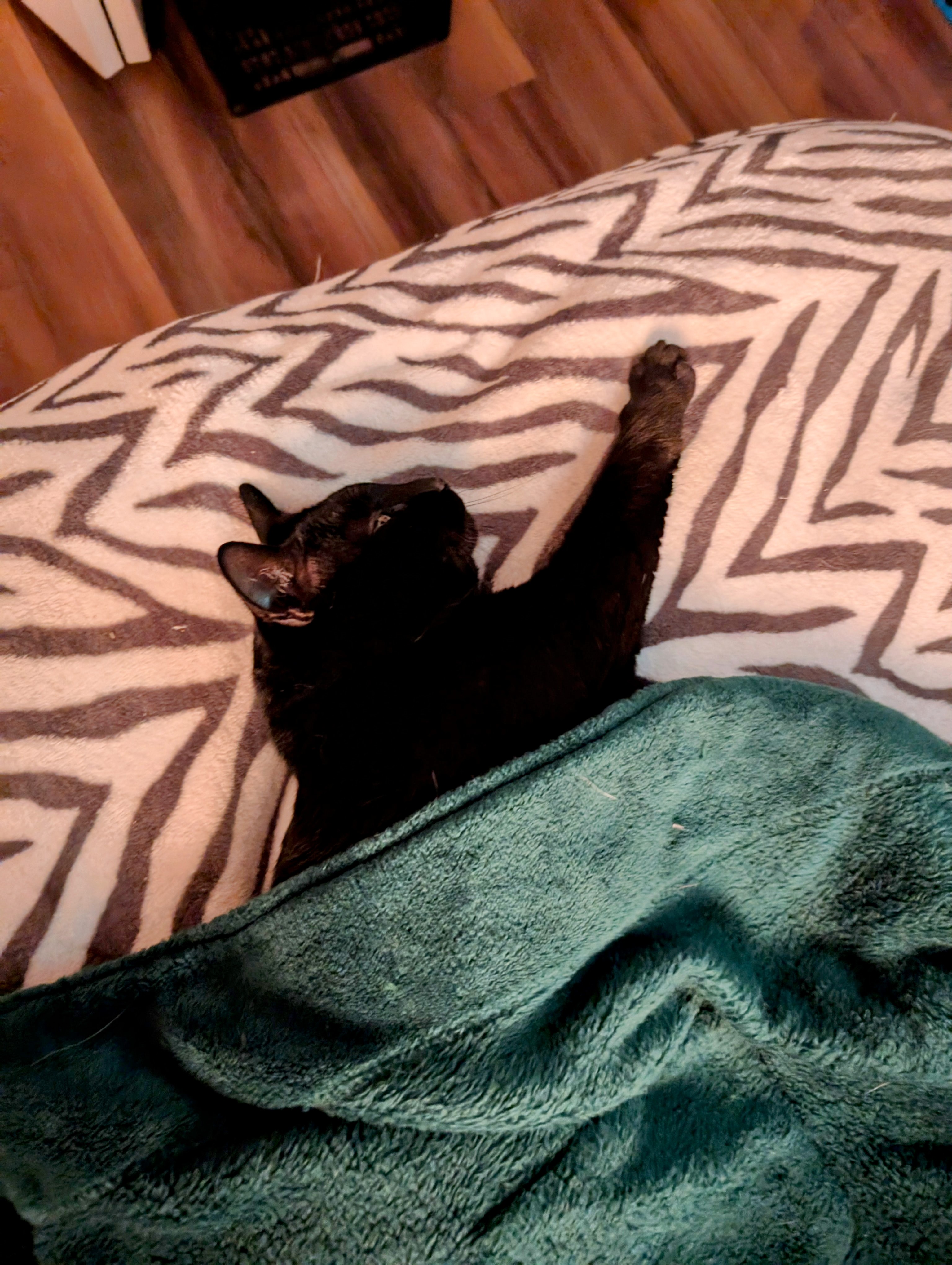 Looks like the cat is feeling a bit chilly!