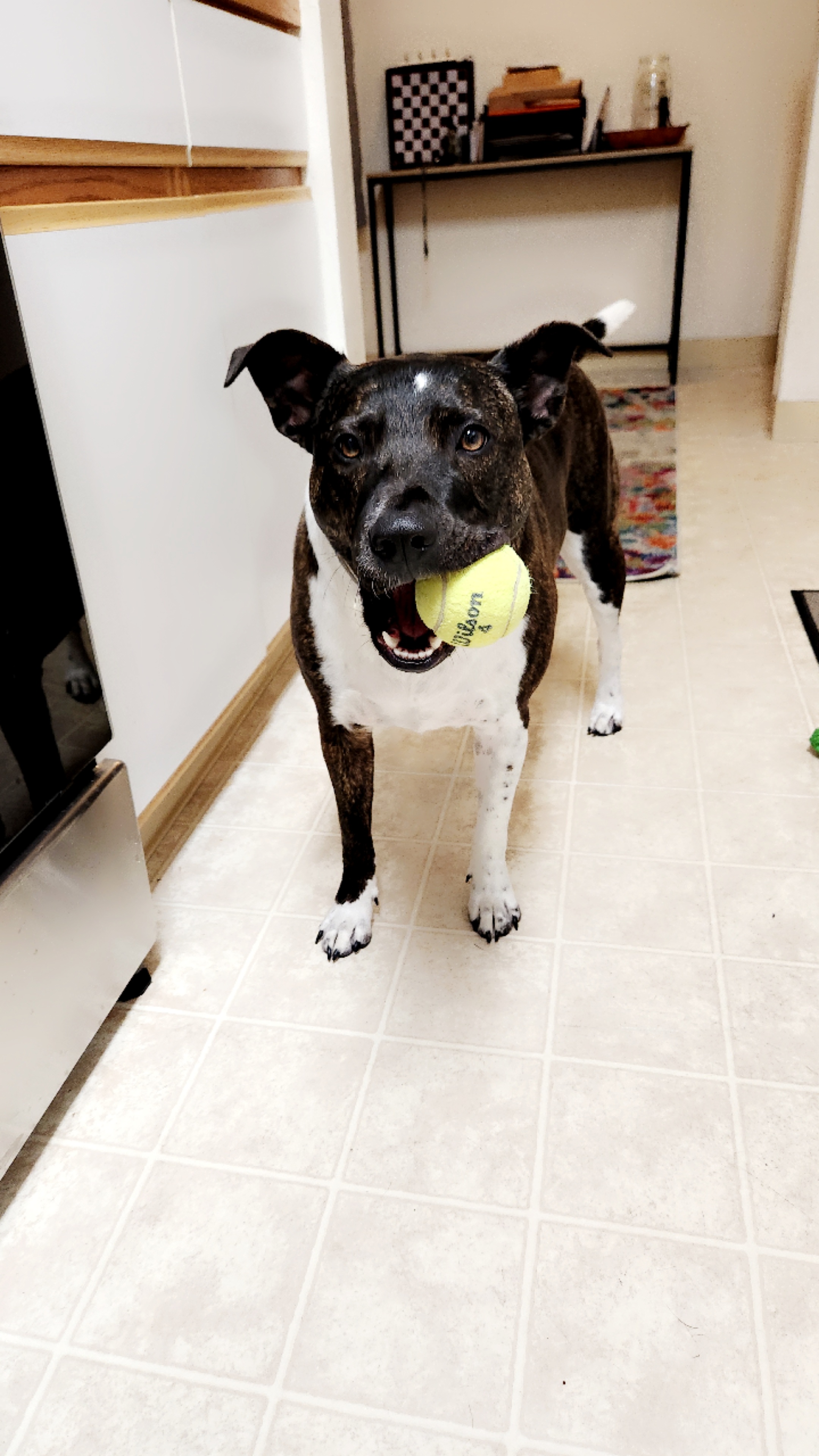 Celebrating Our Furry Friends on National Mutt Day!