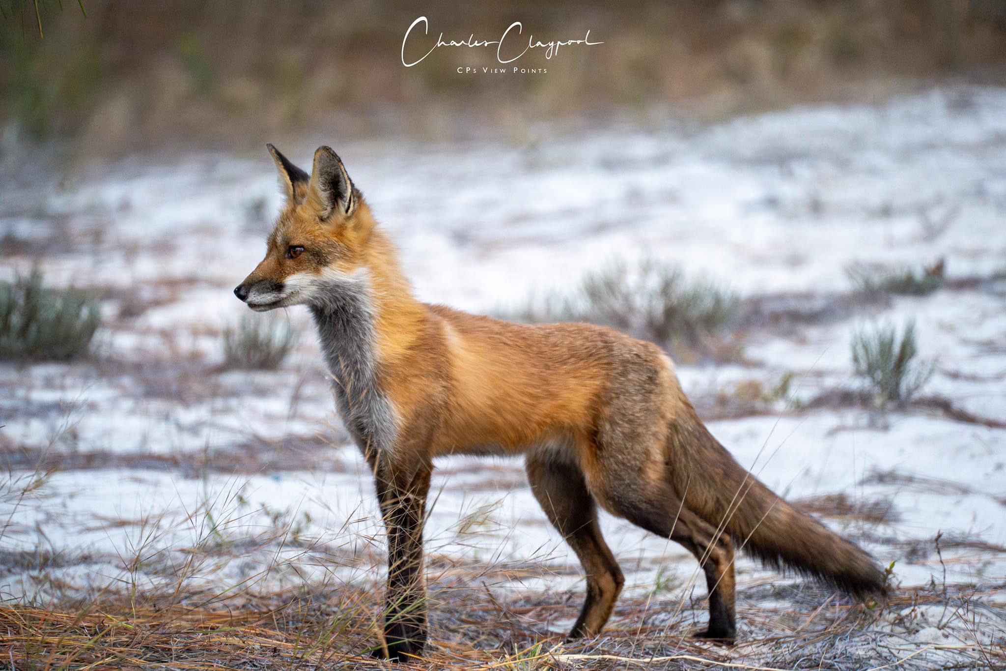 The Enigmatic Fox: Nature's Cunning Creature