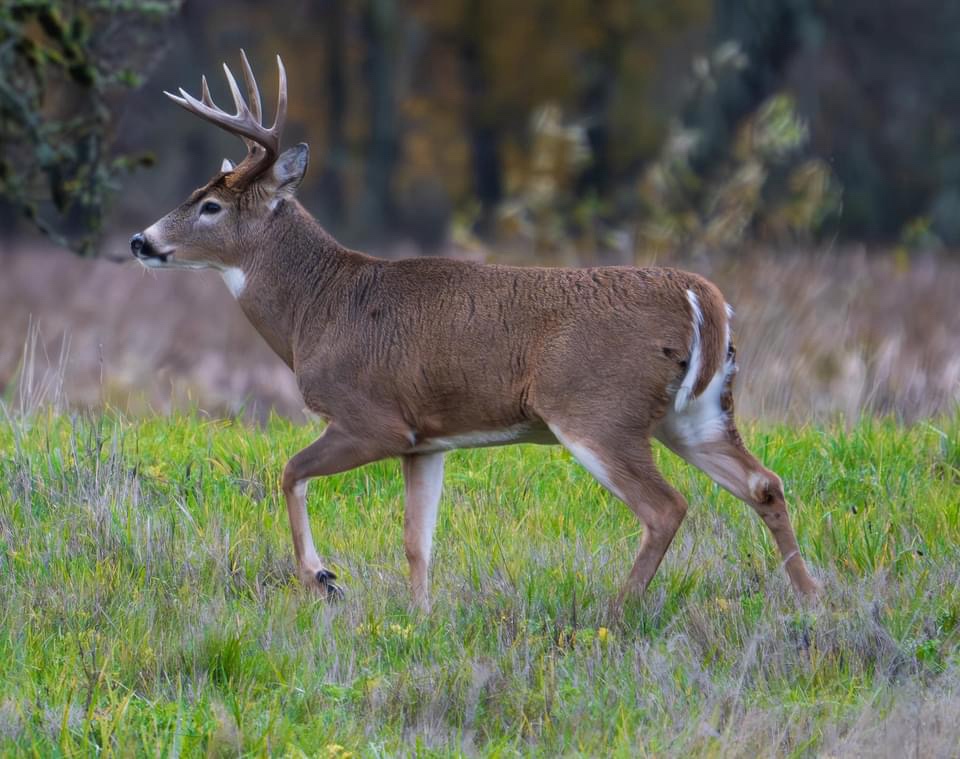 A charming deer in the wild