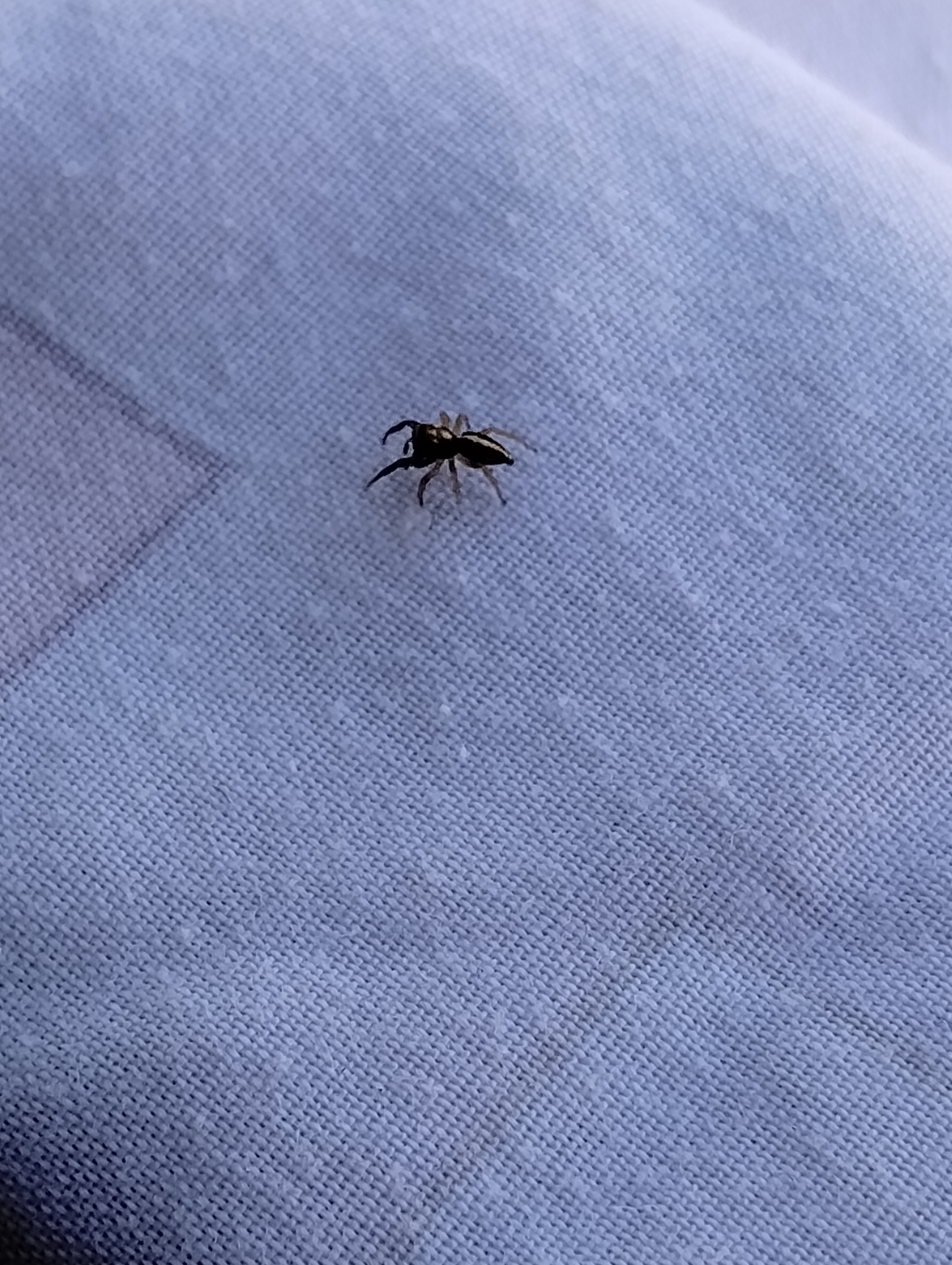 A Mysterious Encounter in Araña.