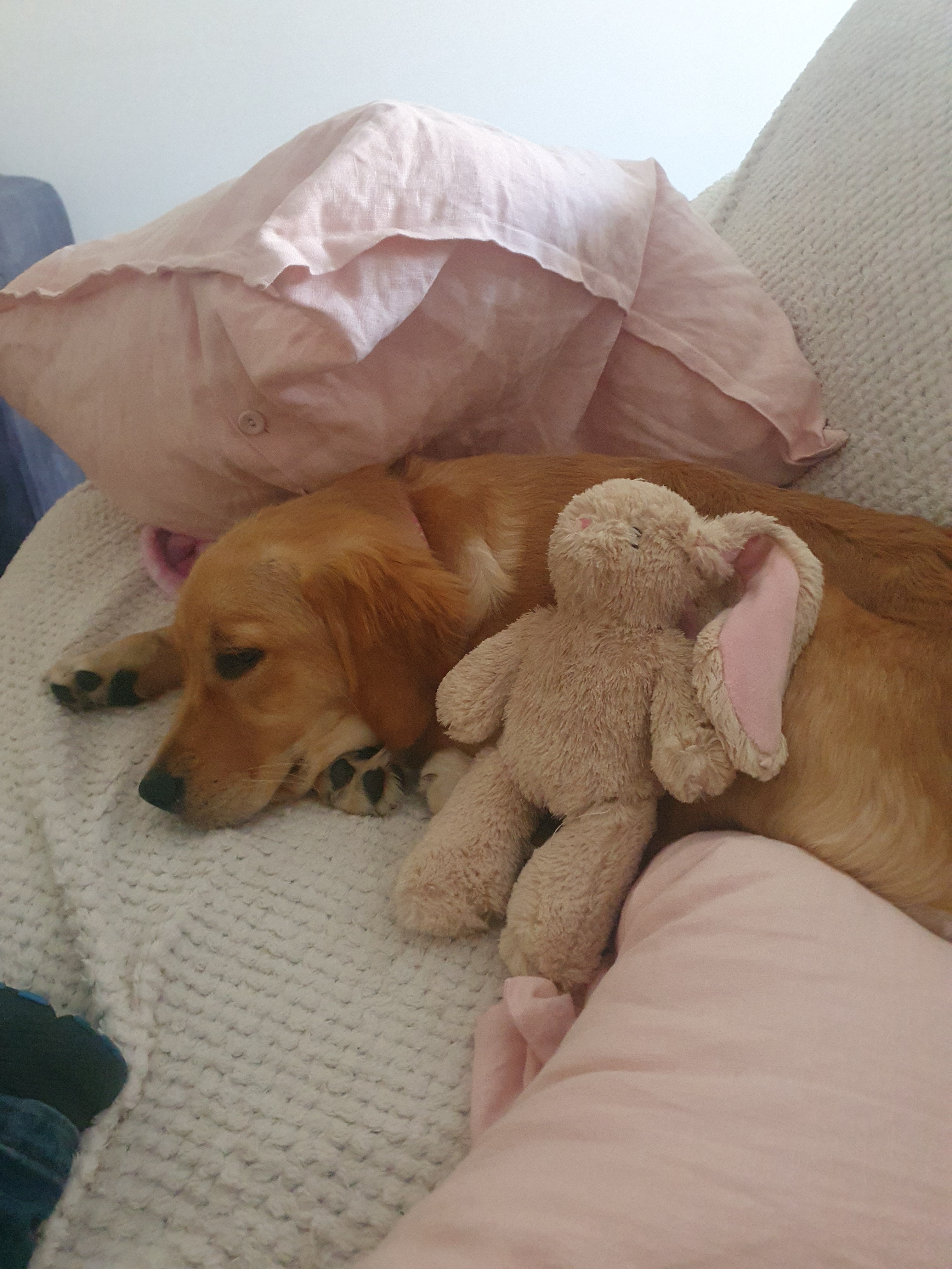 Just a cute dog and her adorable bunny friend.