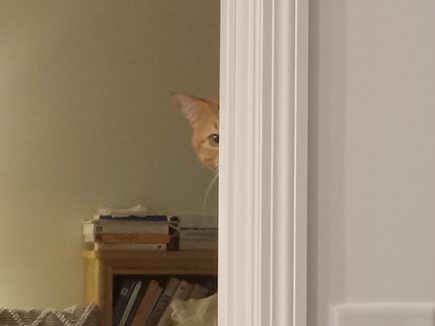 Celebrating my cakeday with adorable snapshots of my orange derp cuddle goblin!