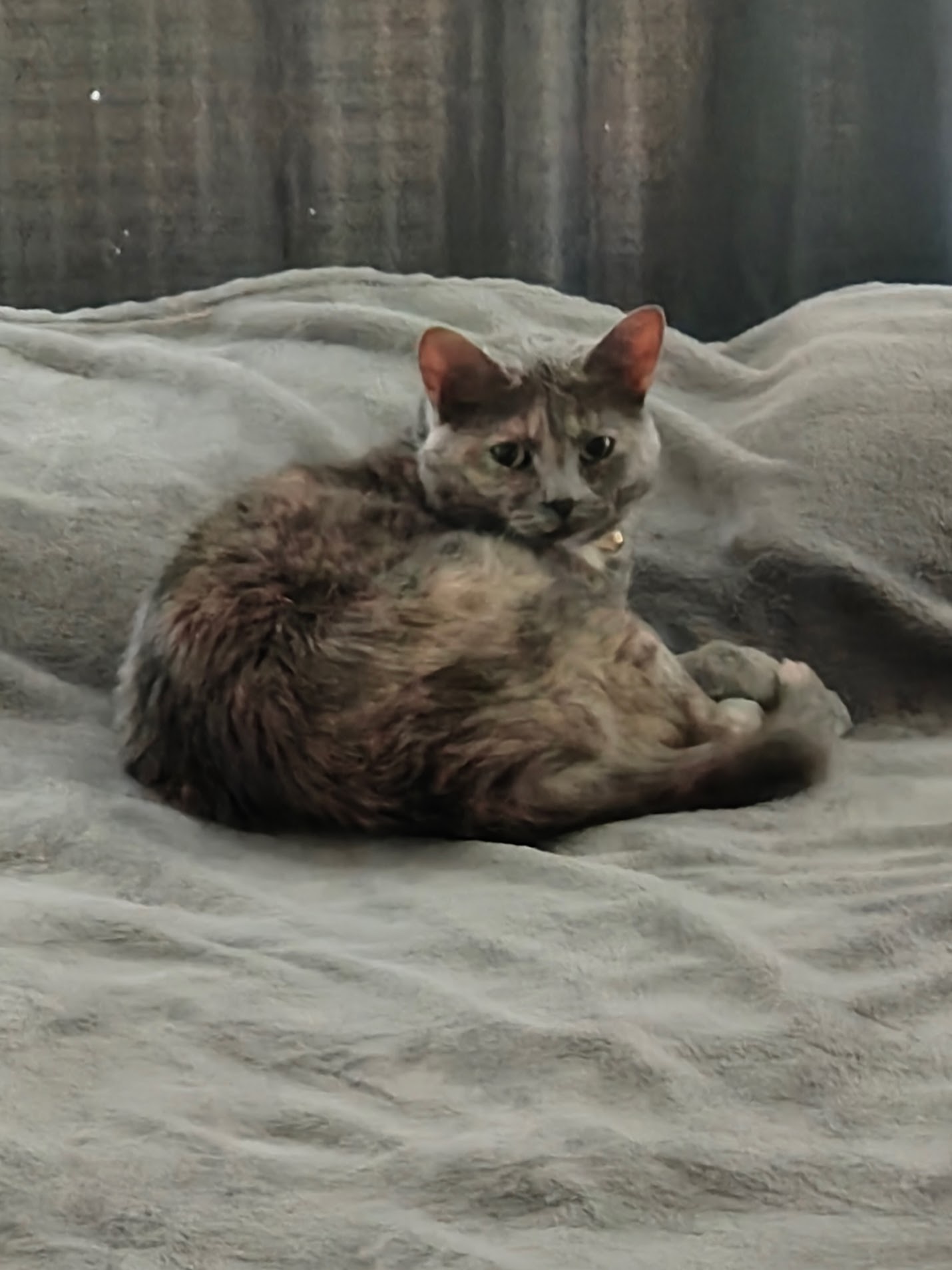 Meet Zelda the Cat: The Feline Star