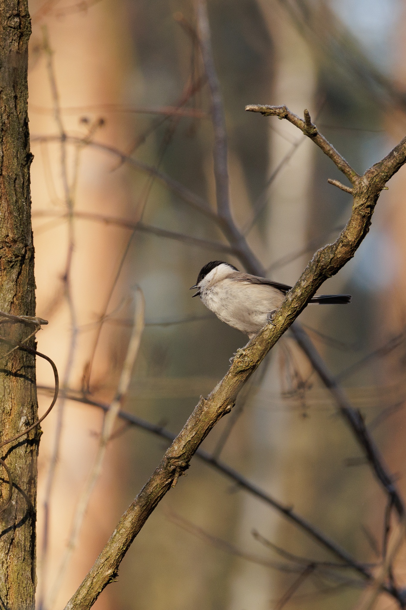 A Daily Dose of Nature: Marsh Tit Serenade #73