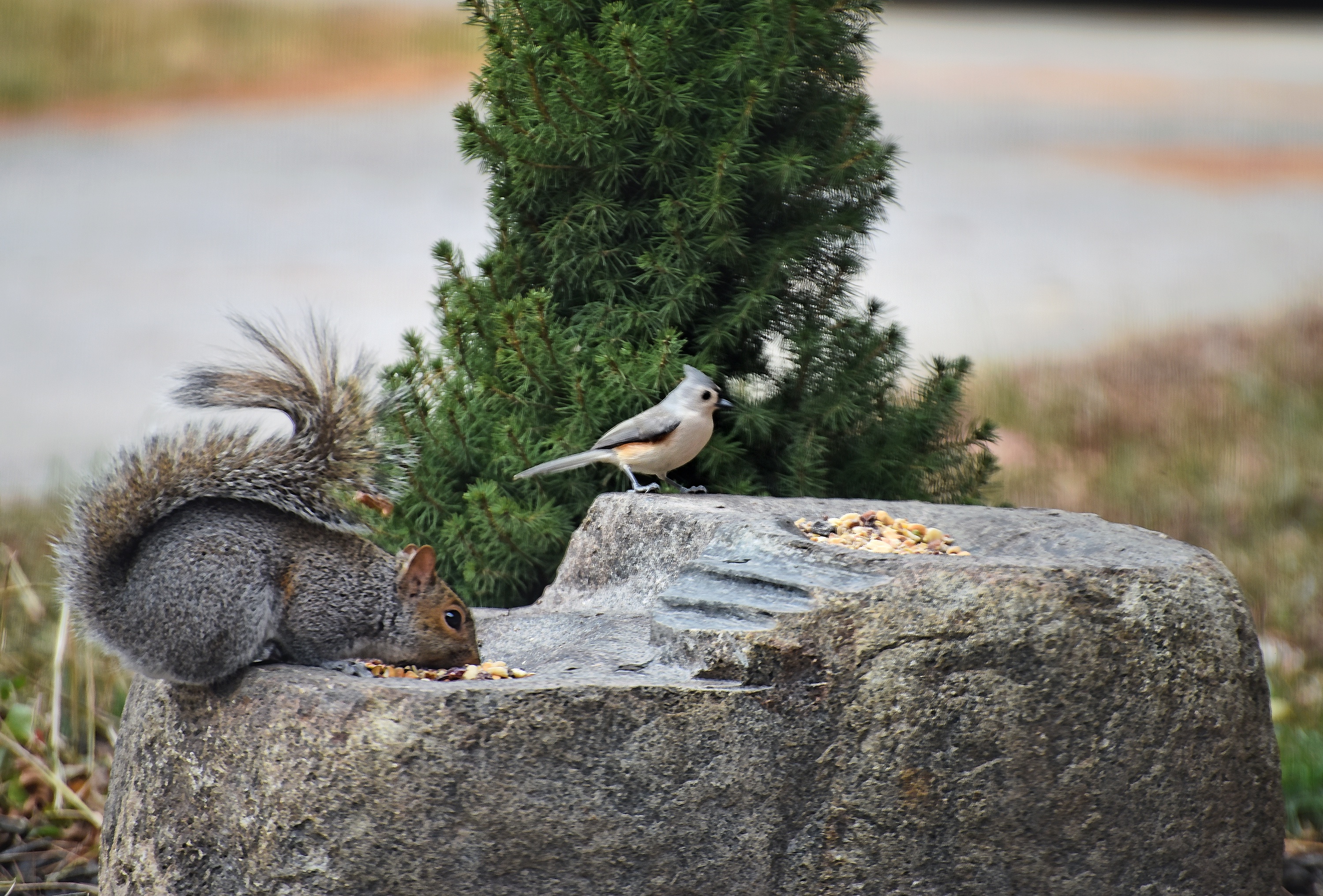 Squirrel and Birdie enjoying the granite birdbath together