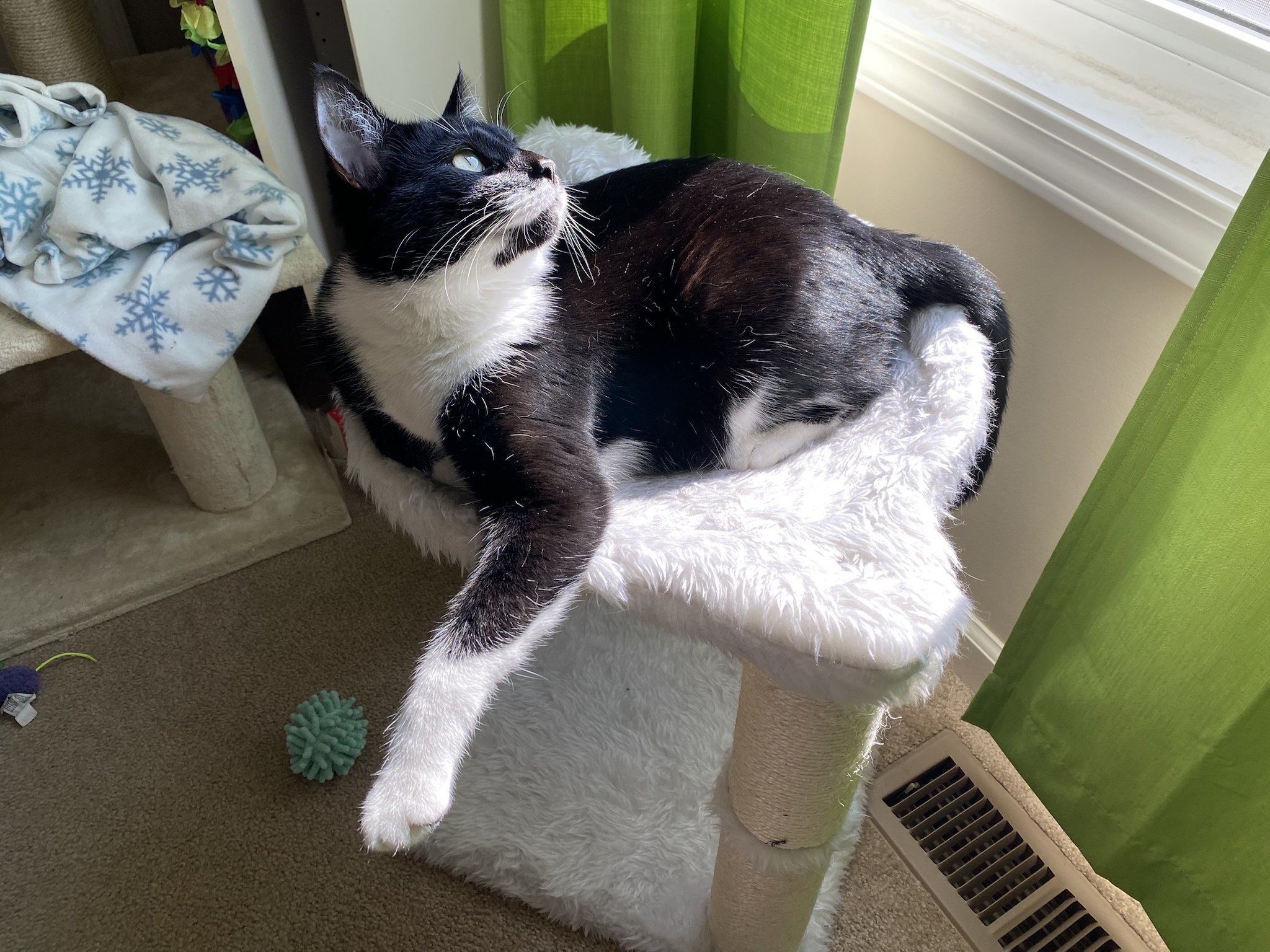 Adorable Feline Moments: Just Some Cats Being Cute