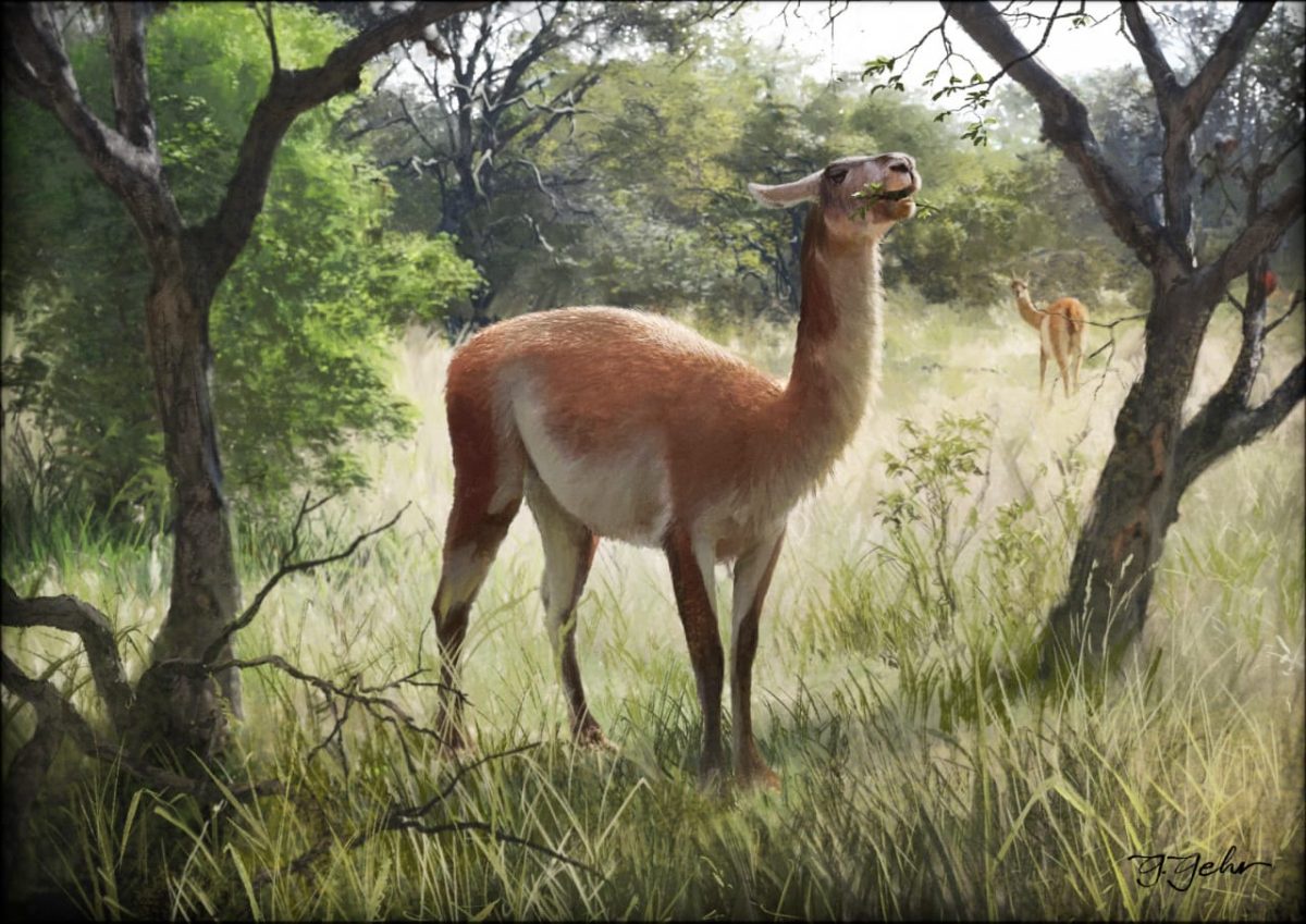 Meet the Paleolama and Xenorhinotherium, two of the last Ice Age megafauna that vanished from the Americas 3,500 years ago!