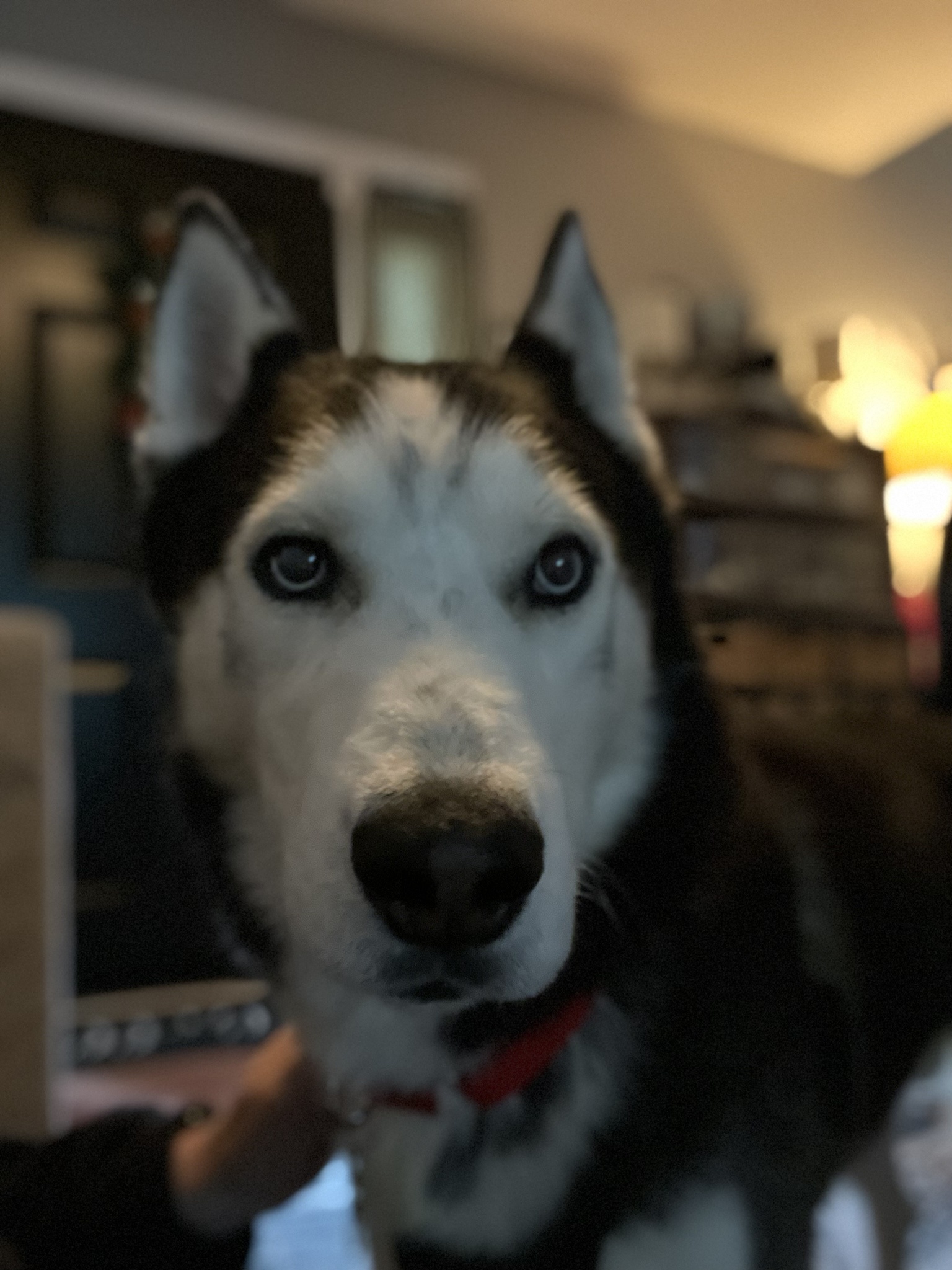 Meet Sal: The Enigmatic Character