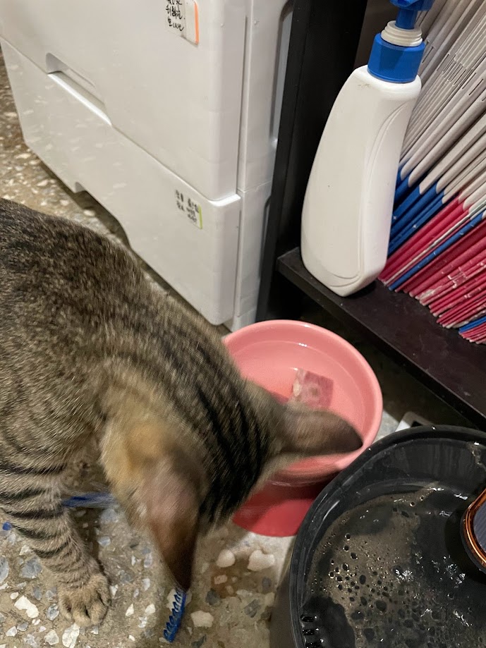 A Cat Enjoying Its Meal