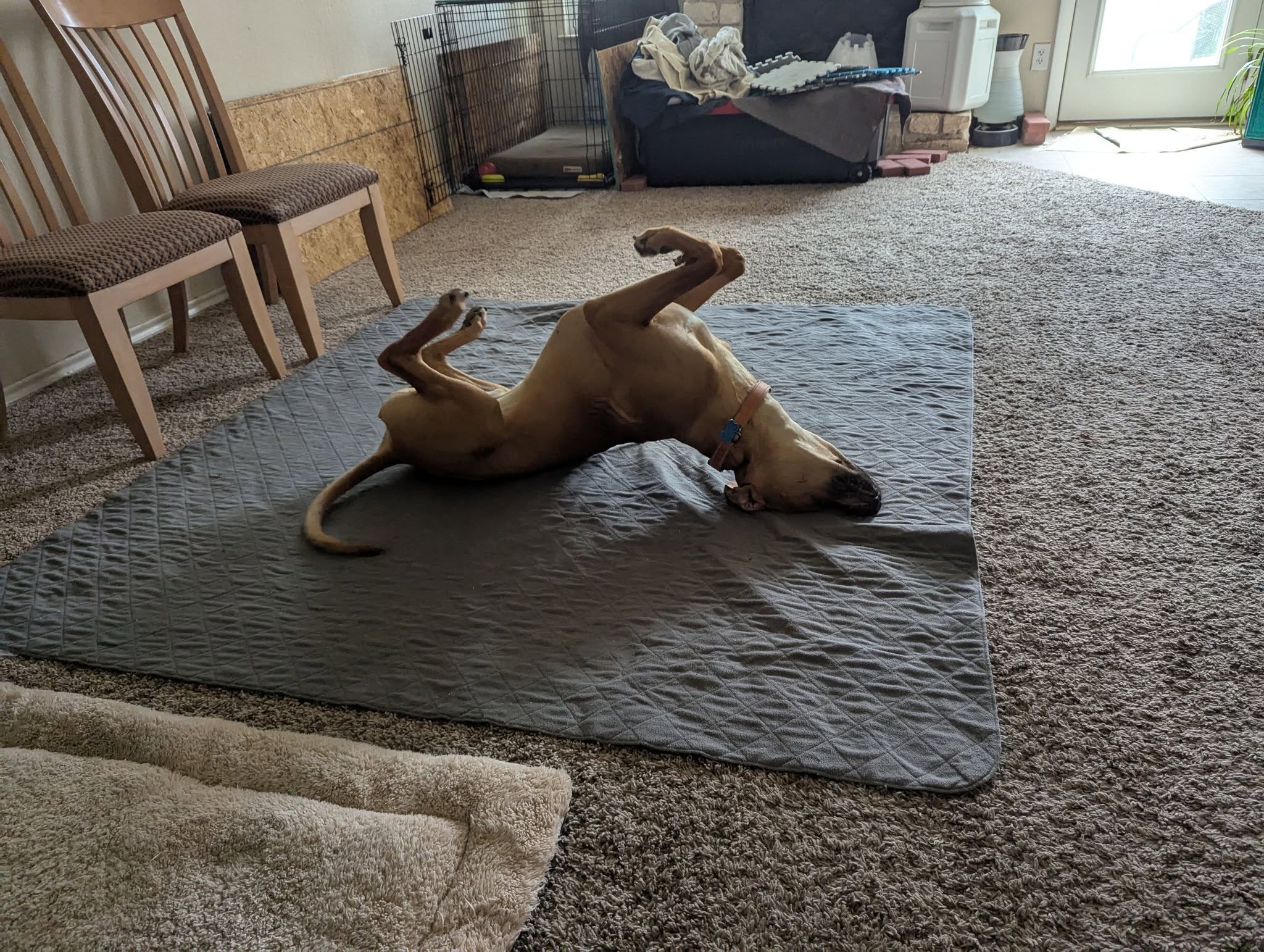 Meet Mica, the Zen Yoga Dog