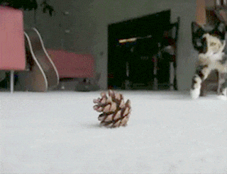 Here’s My Contribution to Team Pinecone!