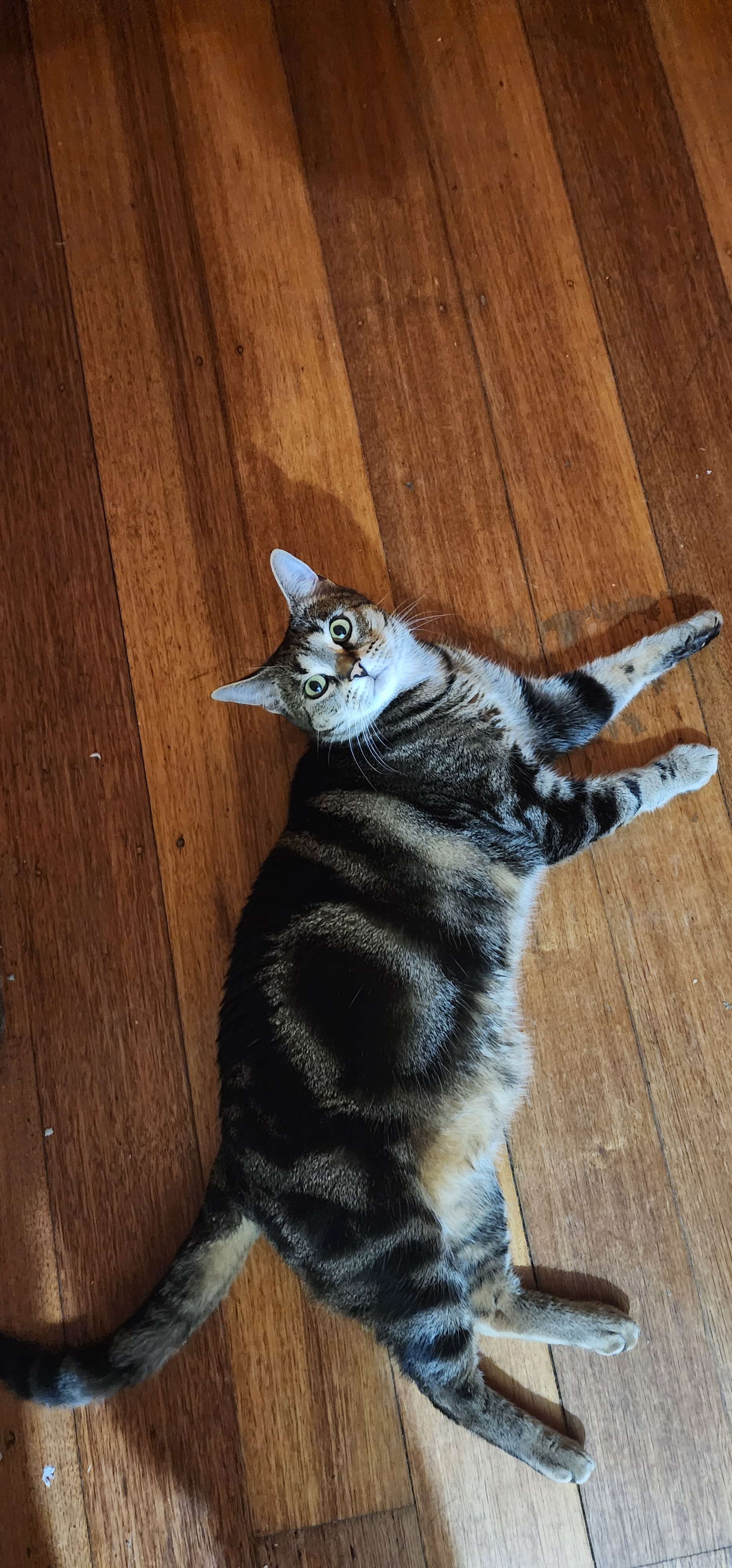 When Catnip Hits: The Hilarious Effects on Our Feline Friends