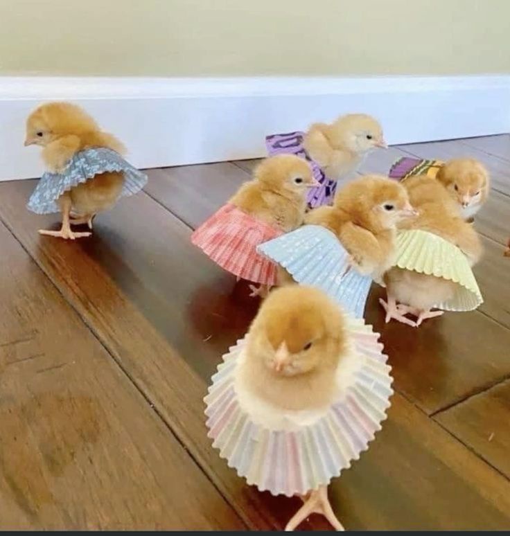 Adorable Chick Ballerinas Stealing Hearts!