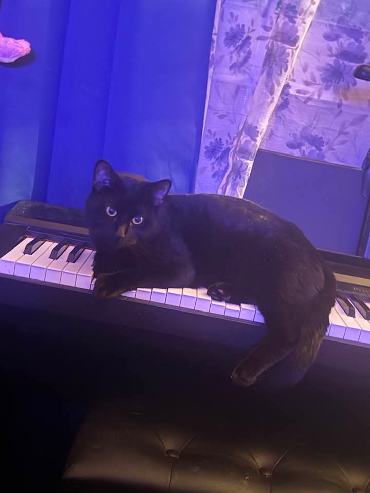Piano Cat's Journey: Hissy Jr. Wants to Master the Keys
