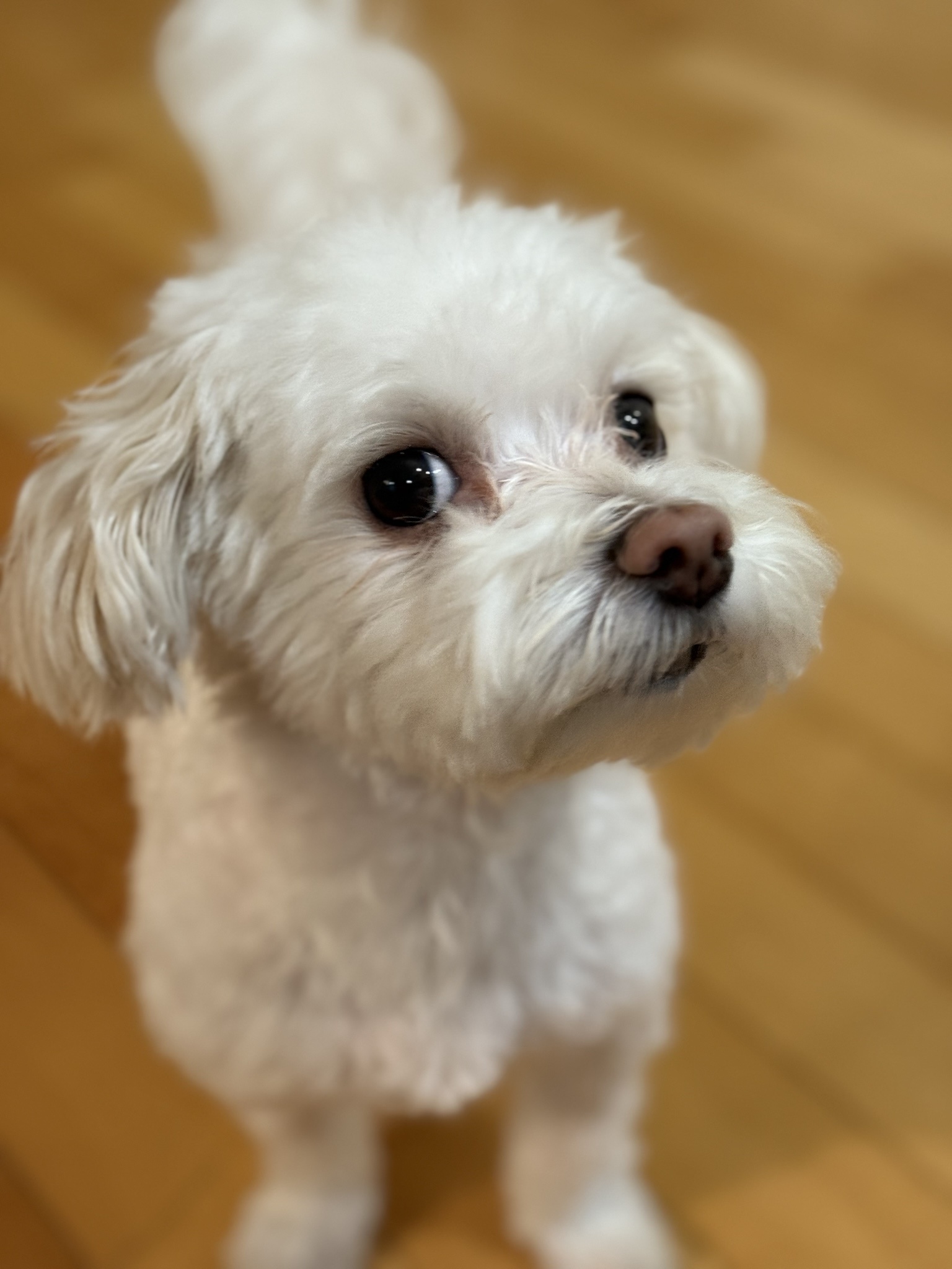 Meet Pearl: The queen of side-eye