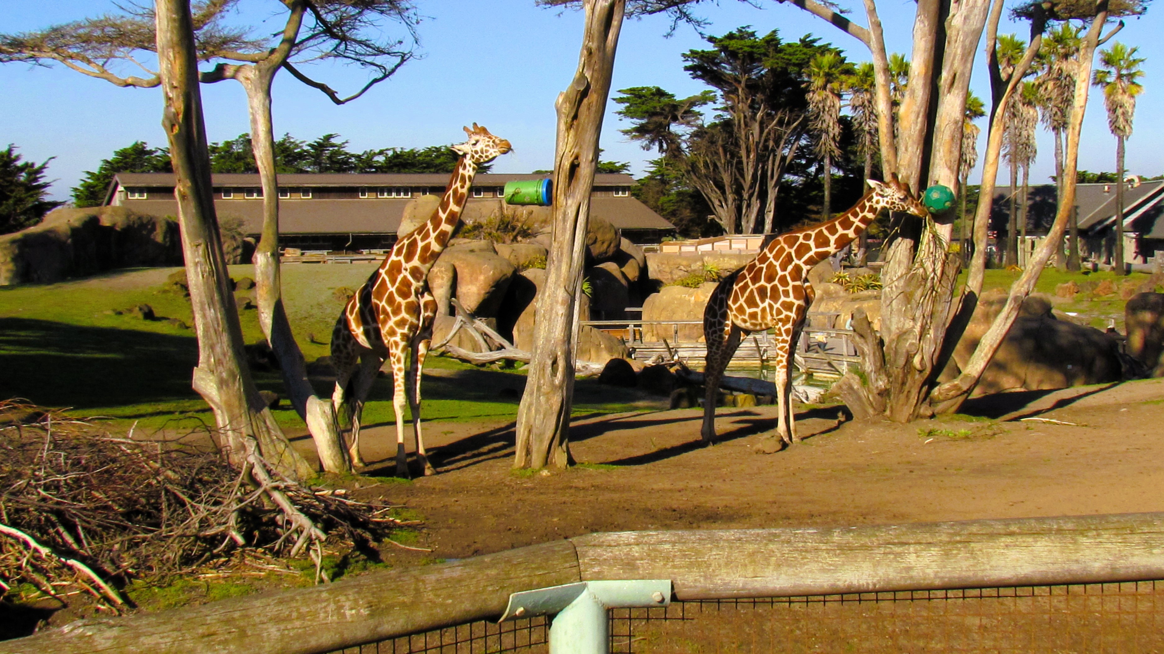 A Day at the SF Zoo: What an Adventure!