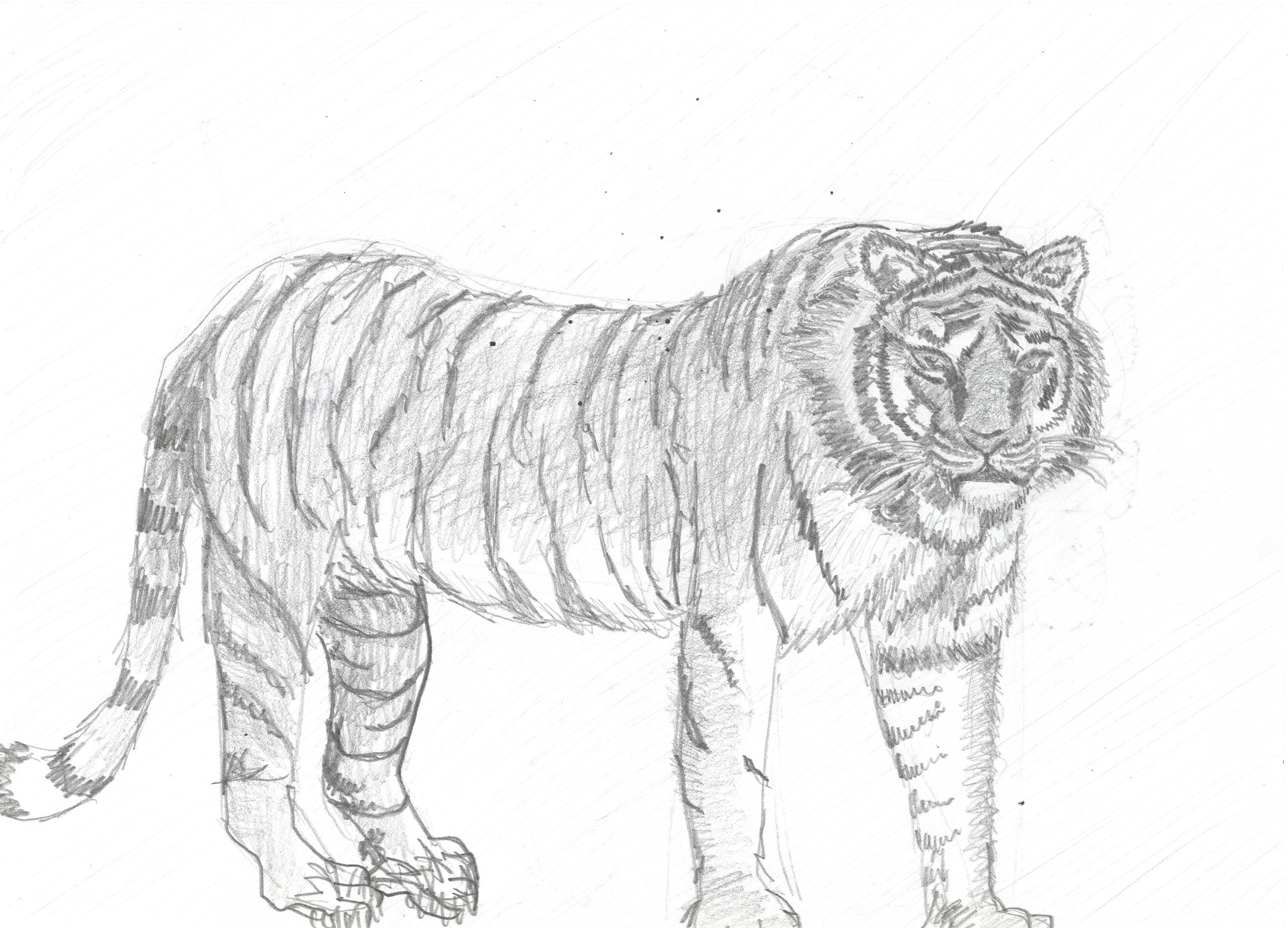 Meet the Fierce Tiger of 20250123.05